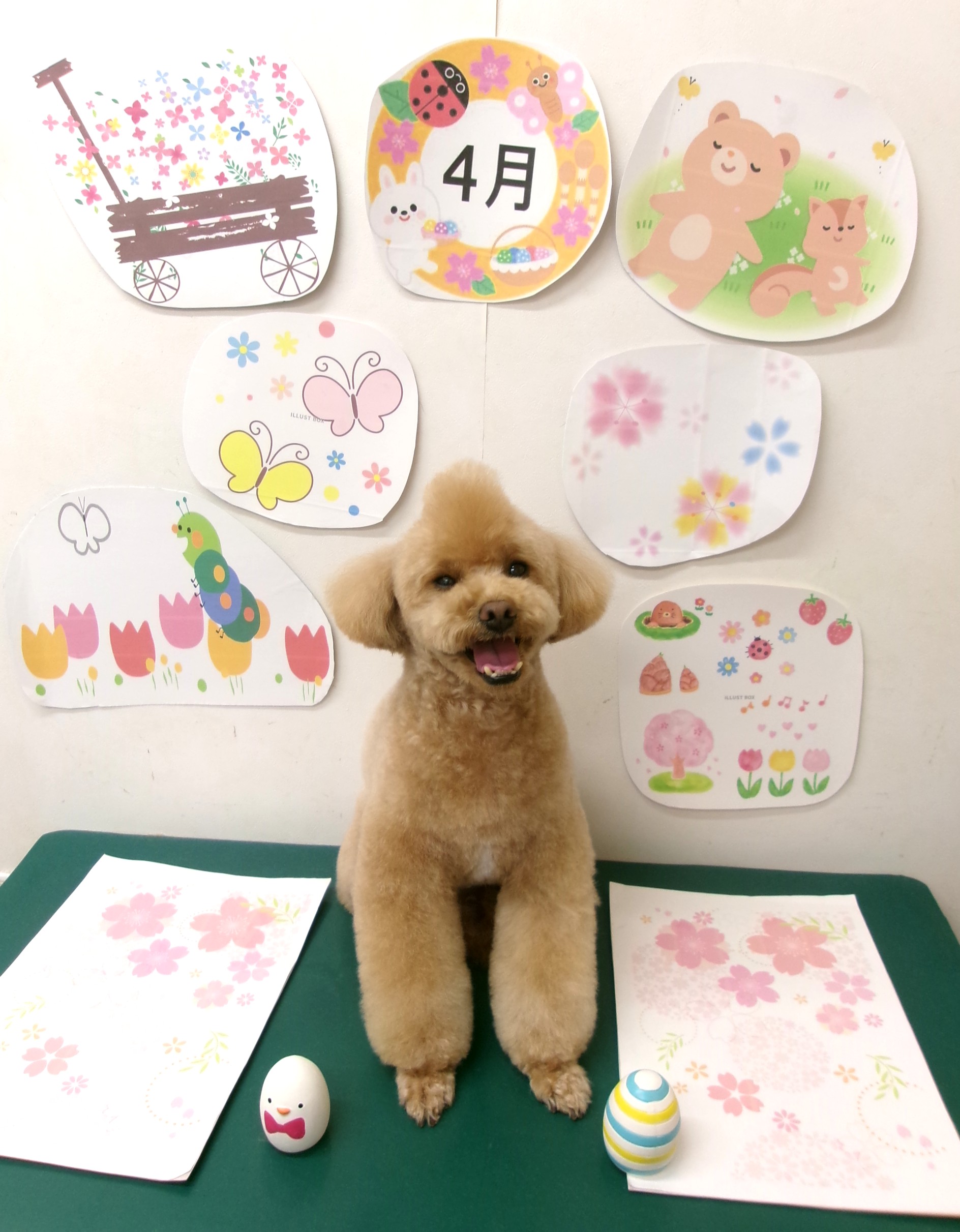トリミングサロン シュシュどうぶつ病院のトリミングカット-9946の1枚目