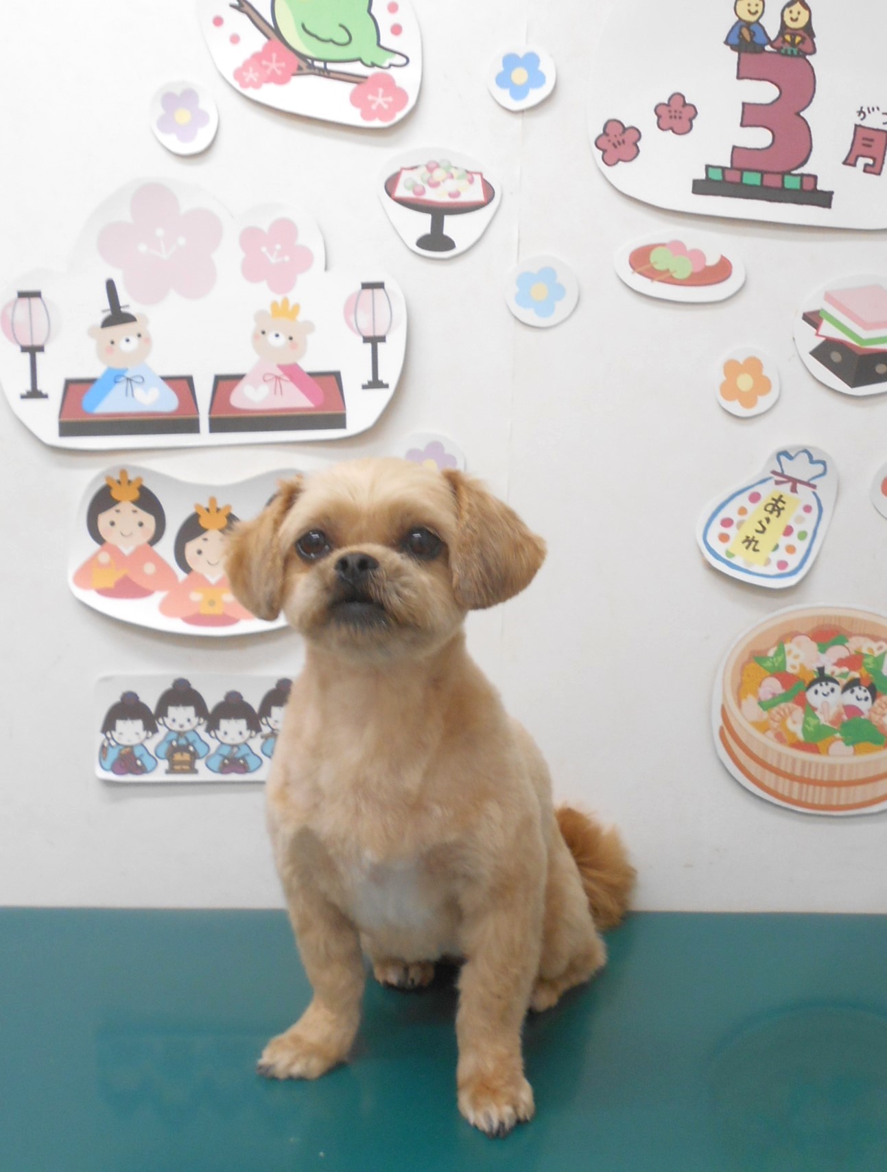 ミックス犬(その他)のトリミングカット シュシュどうぶつ病院の1枚目