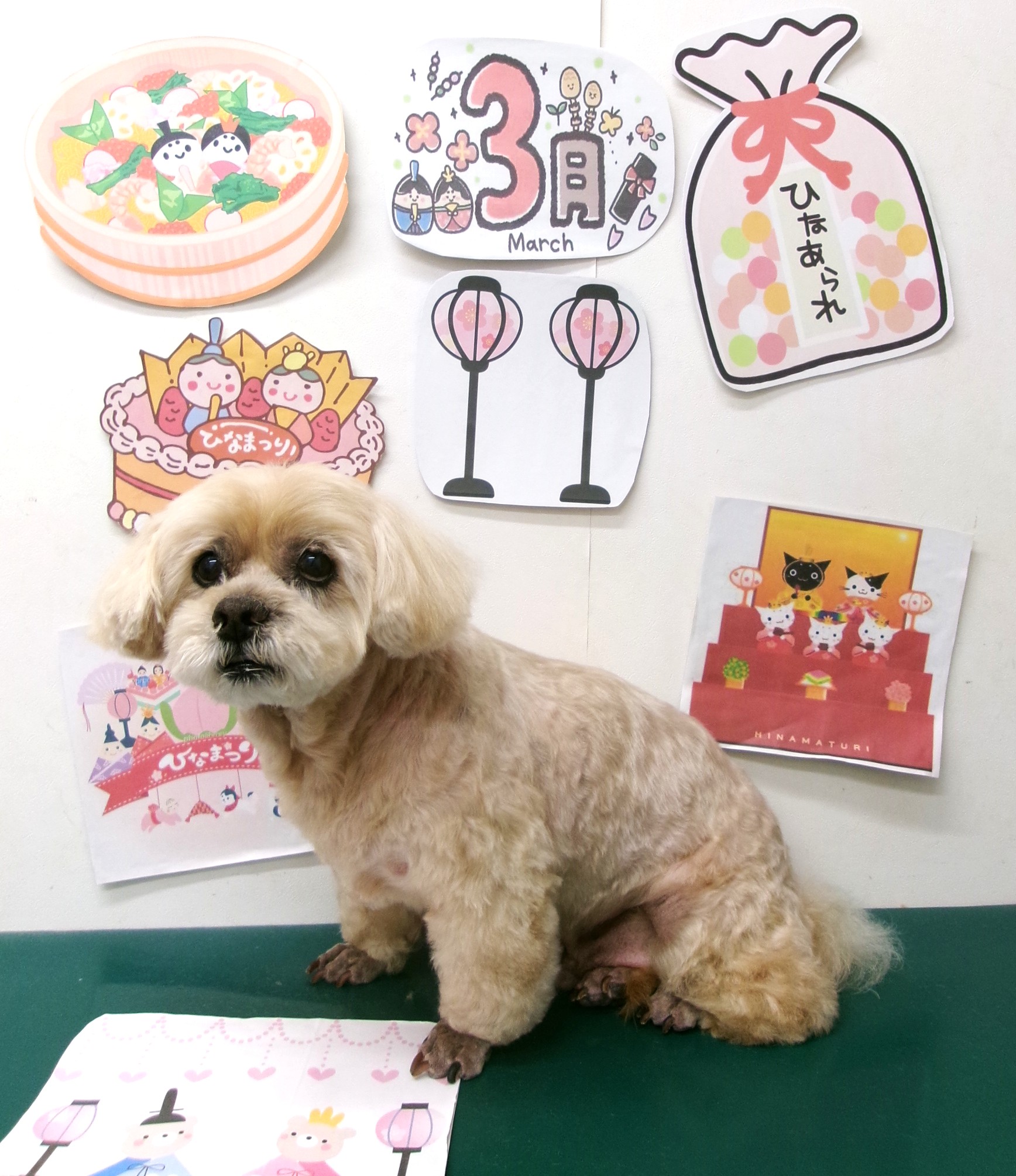 トリミングサロン シュシュどうぶつ病院のトリミングカット-9888の1枚目