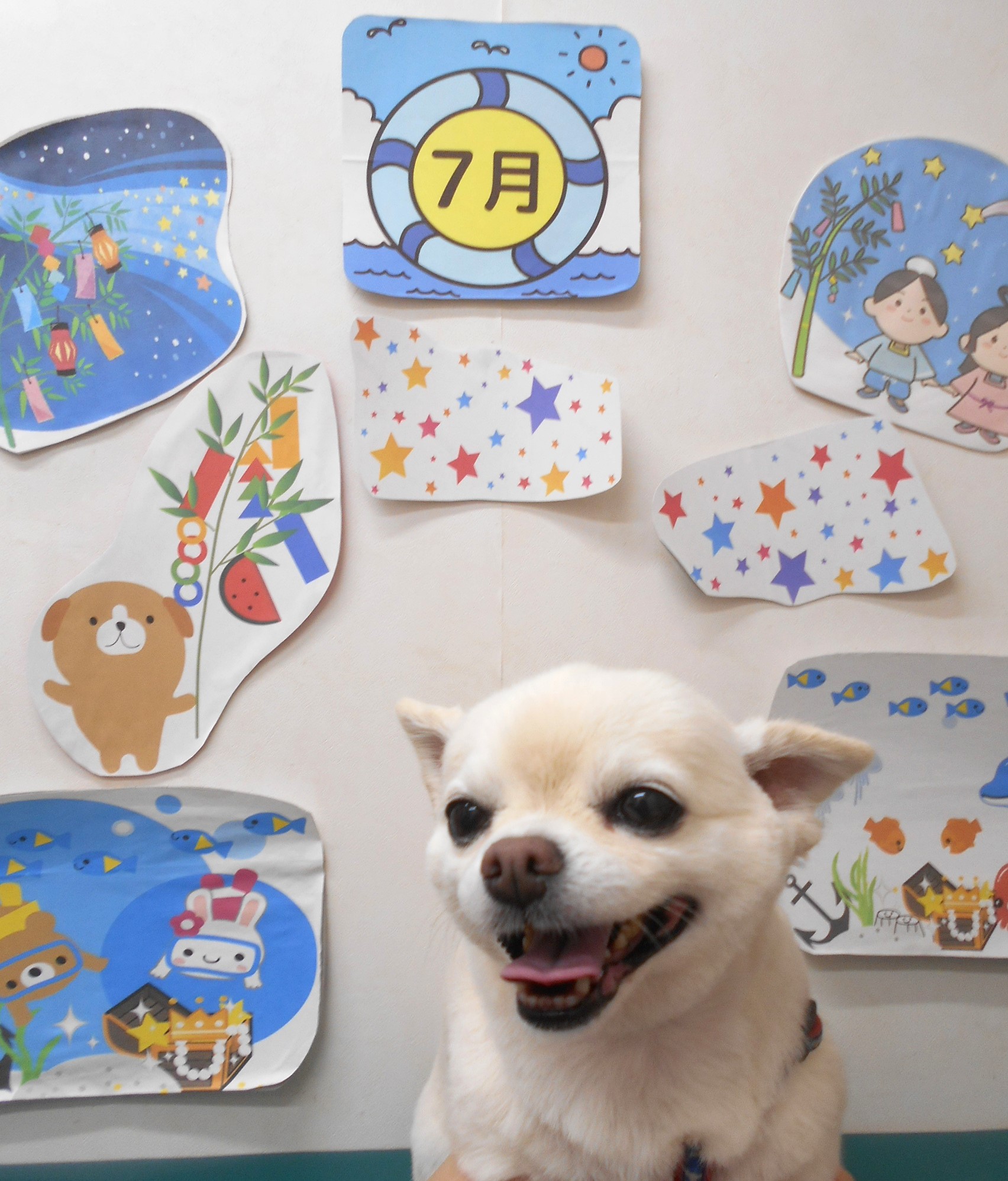 チワワのトリミングカット シュシュどうぶつ病院の1枚目