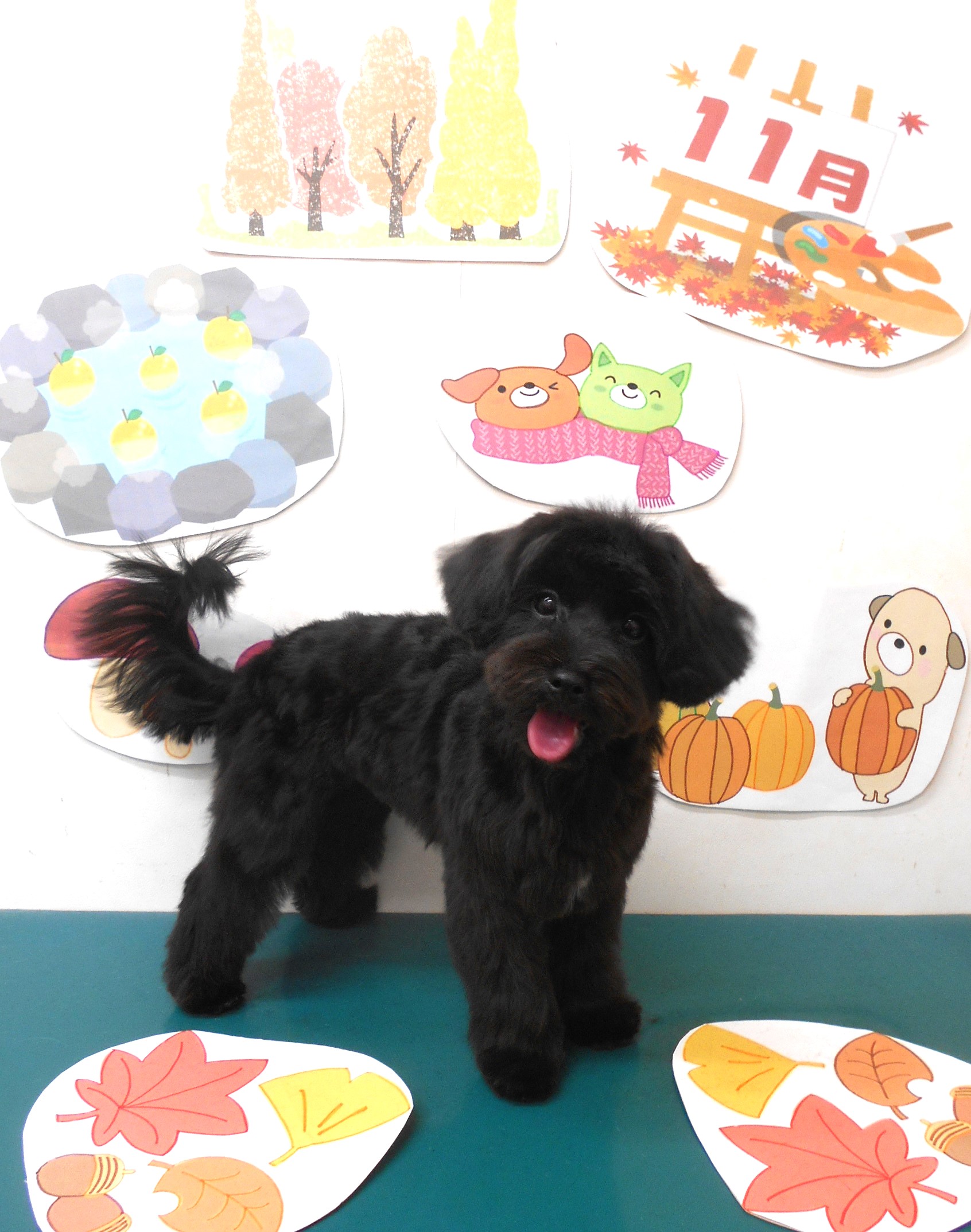 ミックス犬(その他)のトリミングカット シュシュどうぶつ病院の1枚目