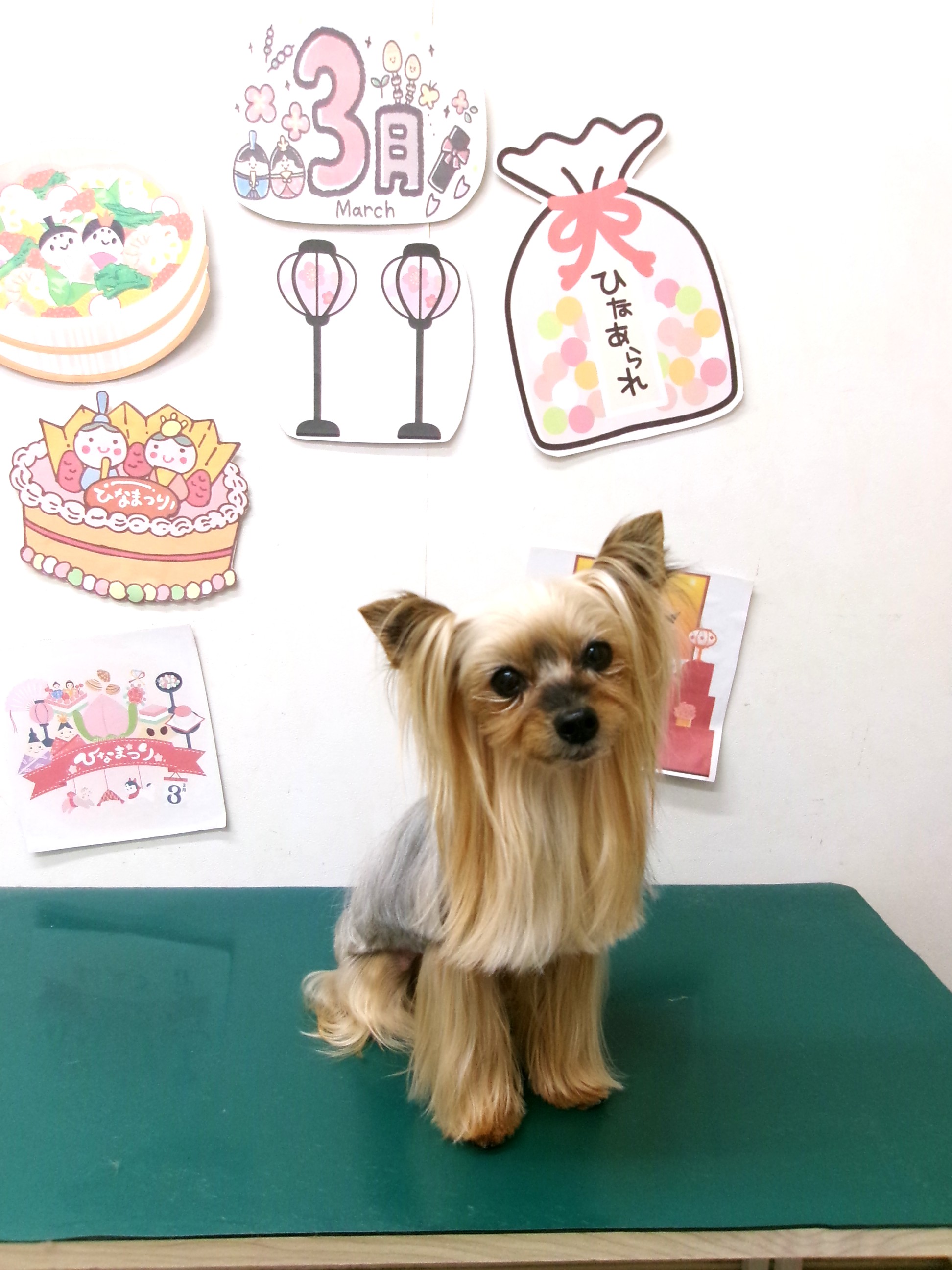 トリミングサロン シュシュどうぶつ病院のトリミングカット-9840の1枚目