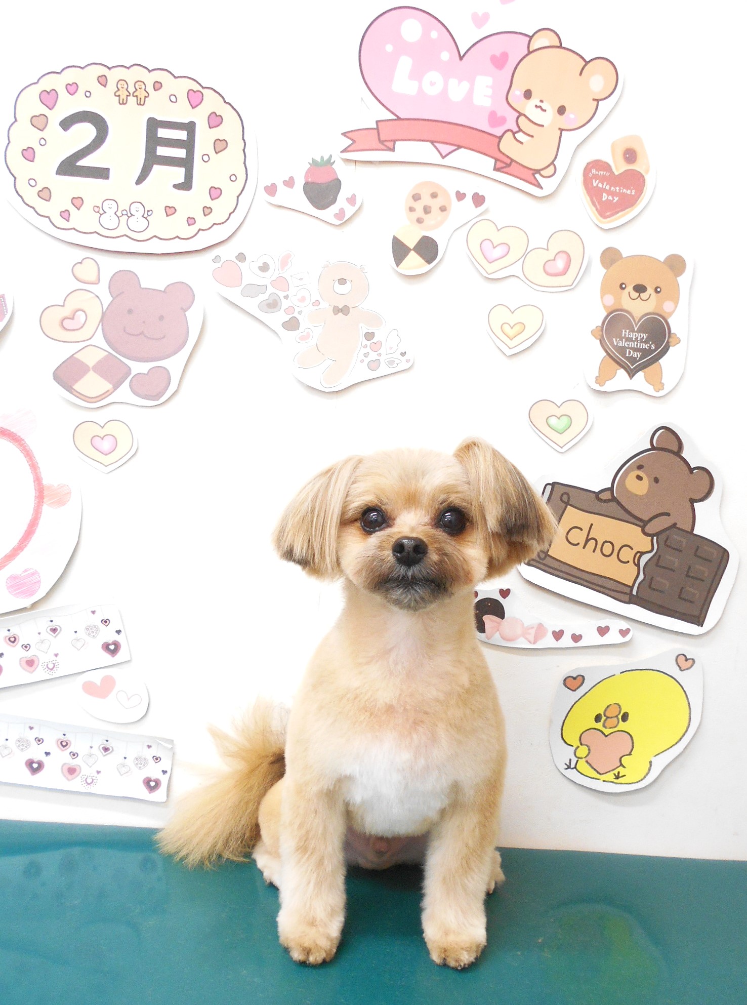 ミックス犬(その他)のトリミングカット シュシュどうぶつ病院の1枚目