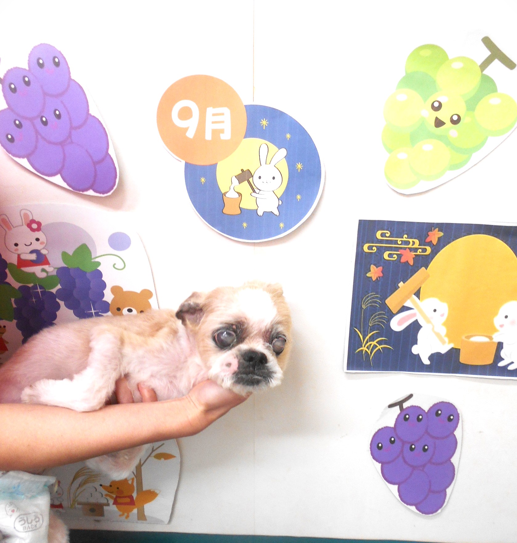 シーズーのトリミングカット シュシュどうぶつ病院の1枚目