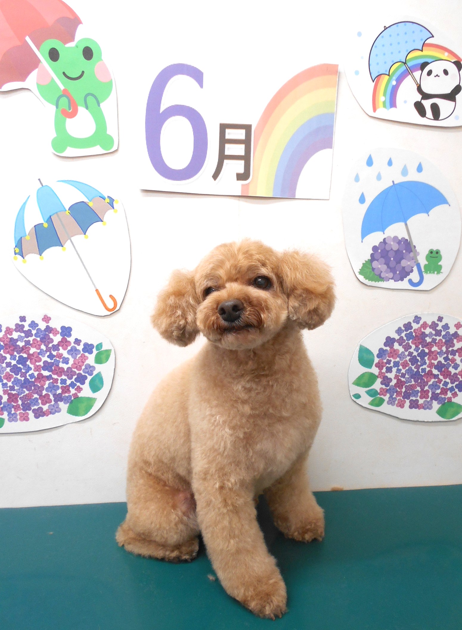 トイプードルのトリミングカット シュシュどうぶつ病院の1枚目