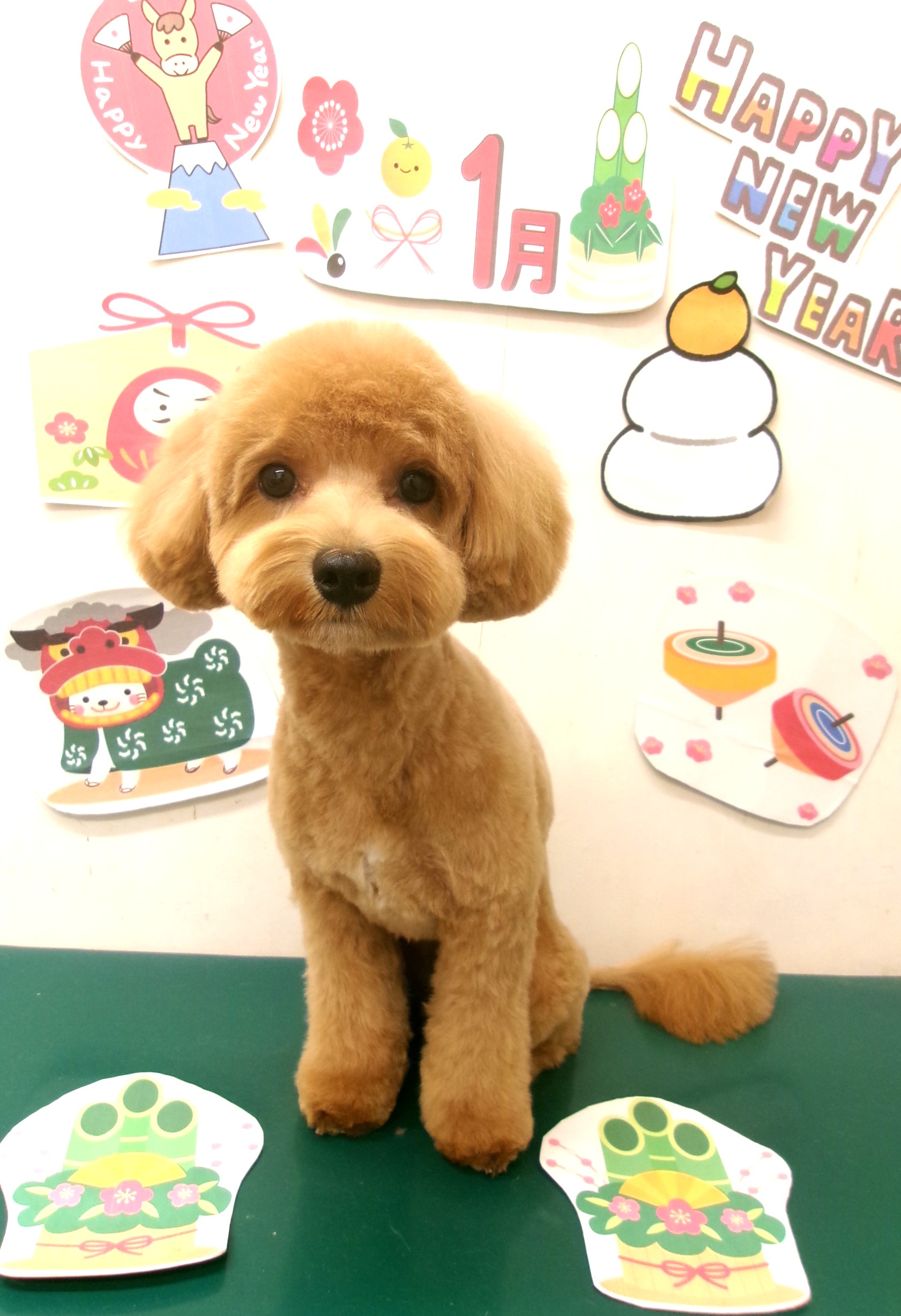 マルプー (マルチーズ×トイプードル)のトリミングカット シュシュどうぶつ病院の1枚目