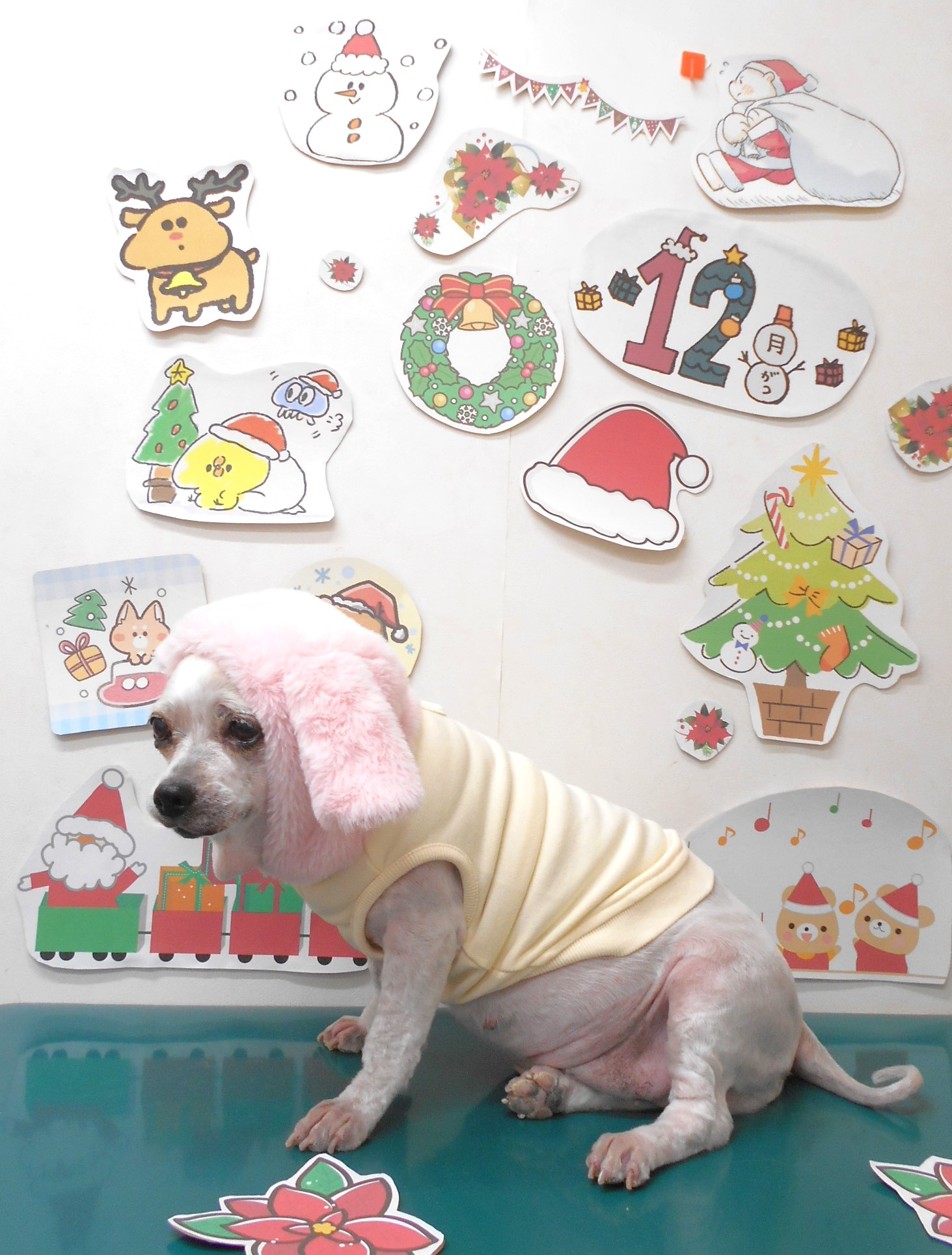 ミックス犬(その他)のトリミングカット シュシュどうぶつ病院の1枚目