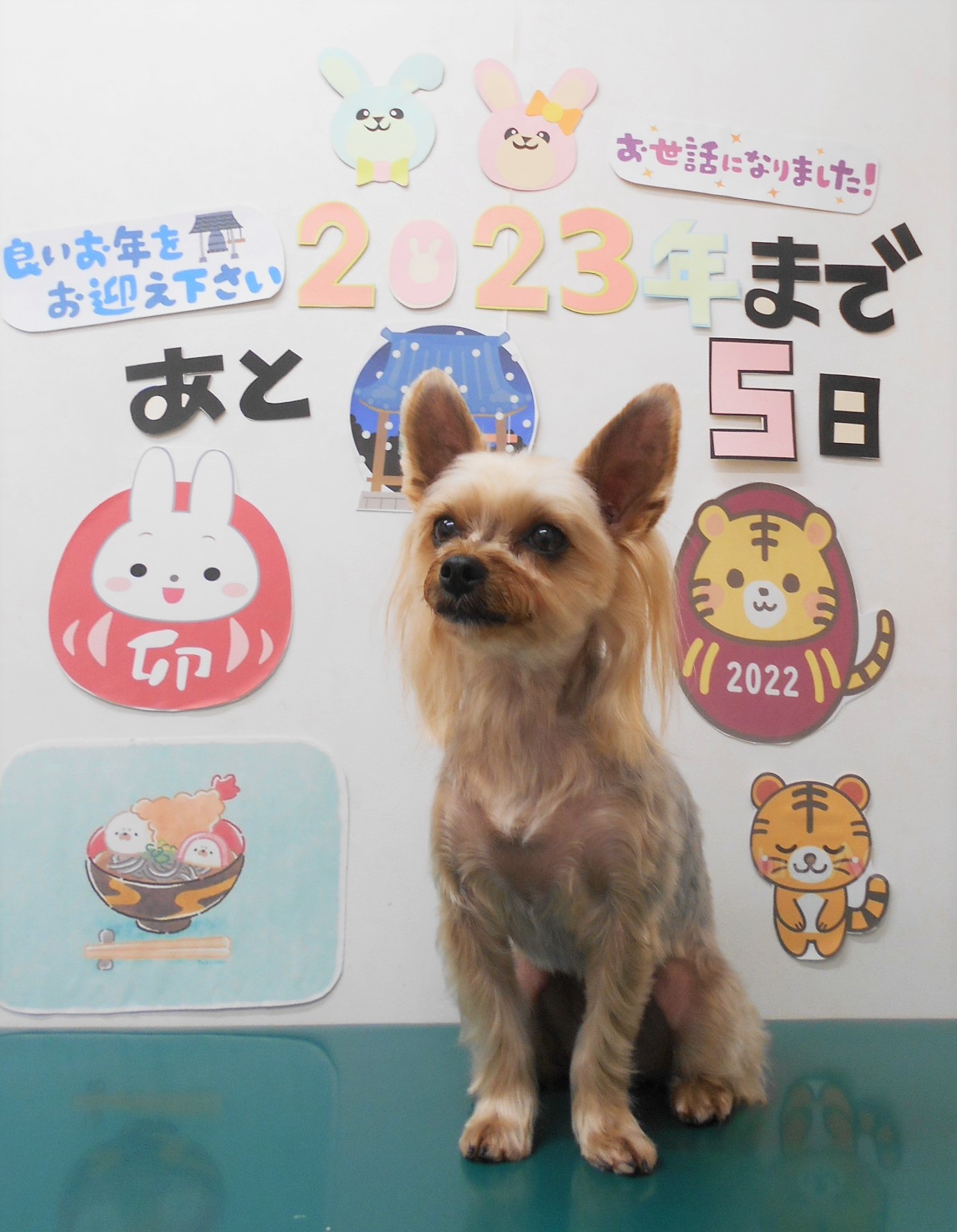 ヨークシャーテリアのトリミングカット シュシュどうぶつ病院の1枚目