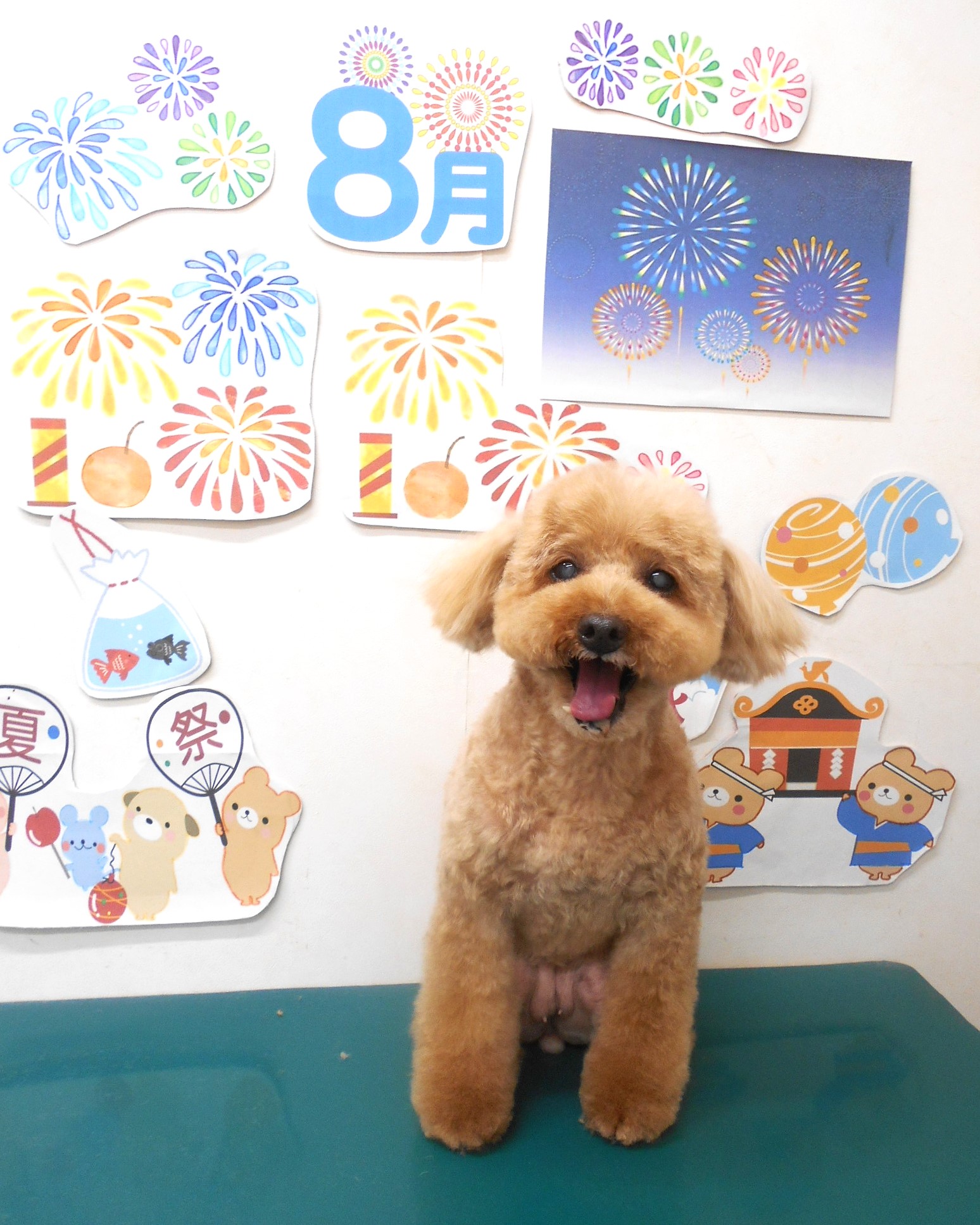 トイプードルのトリミングカット シュシュどうぶつ病院の1枚目