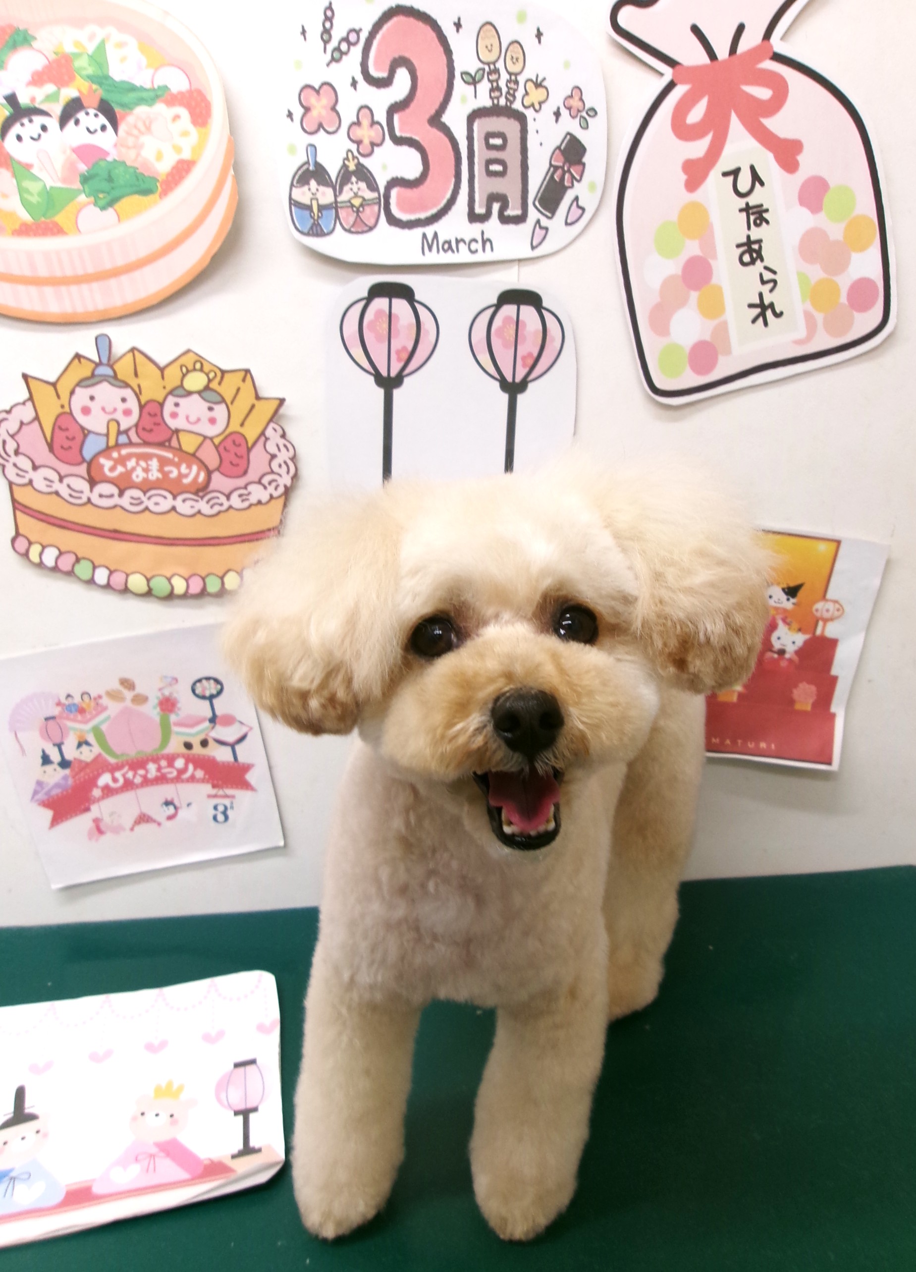 トリミングサロン シュシュどうぶつ病院のトリミングカット-9896の1枚目