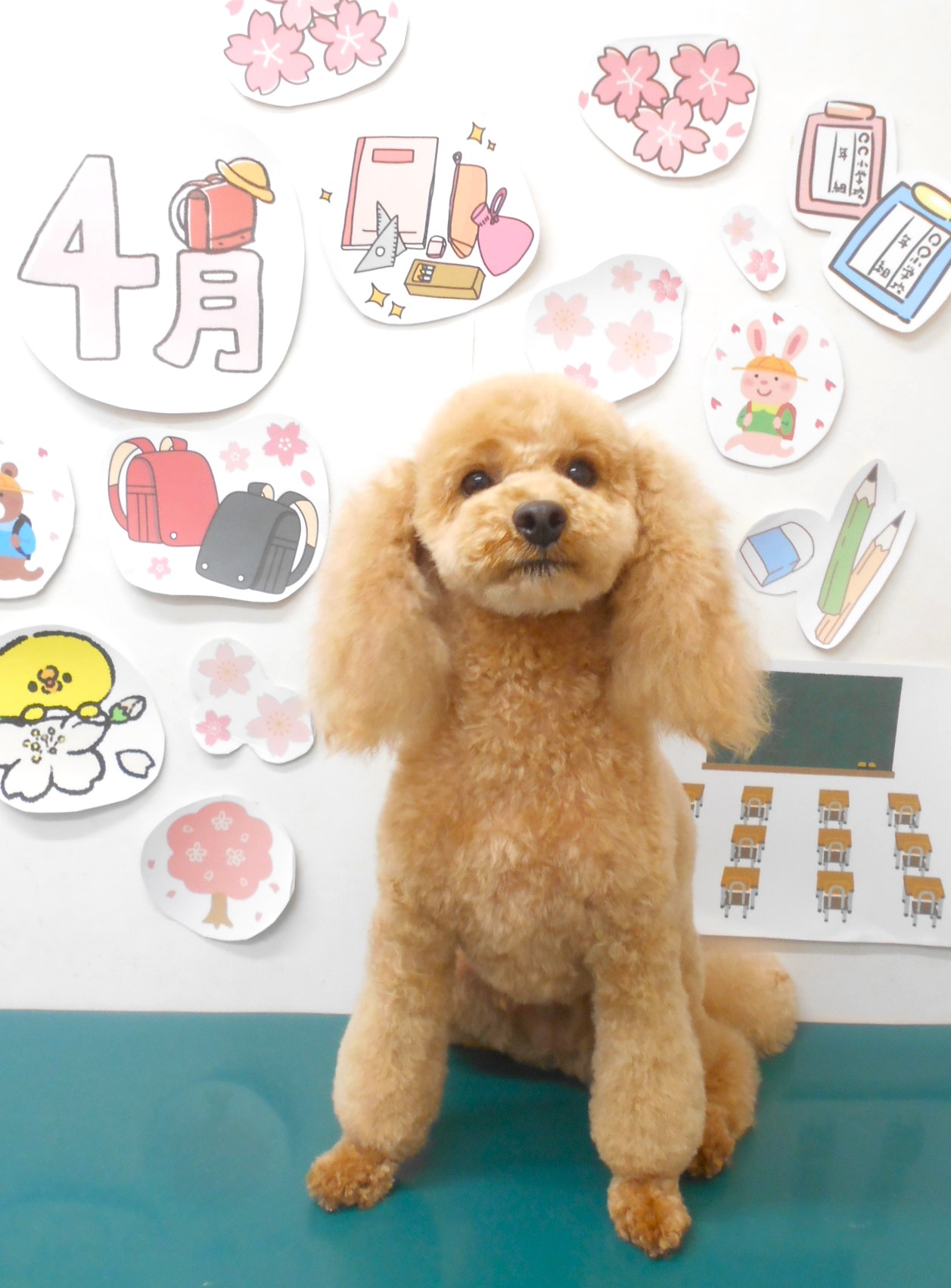 トイプードルのトリミングカット シュシュどうぶつ病院の1枚目