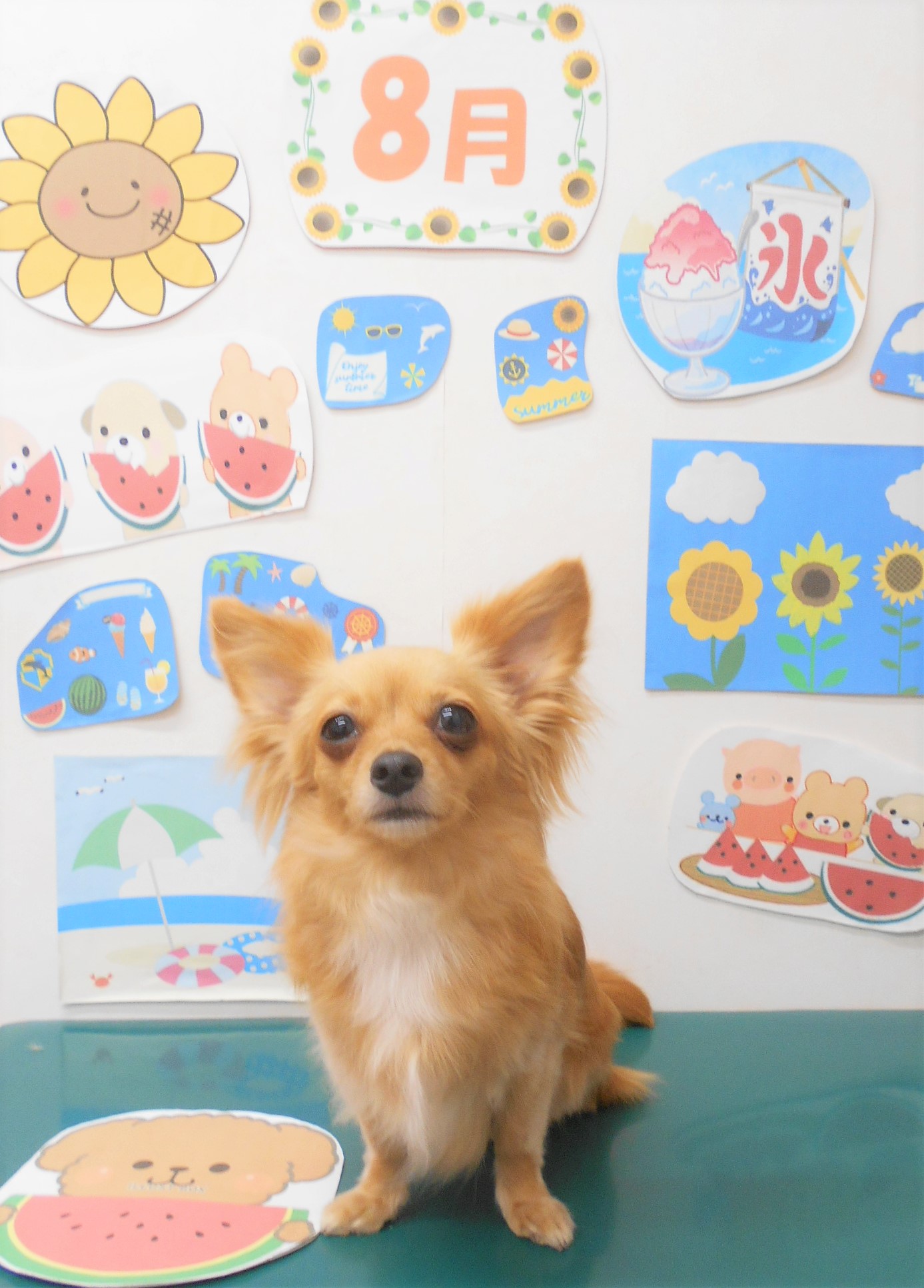 ミックス犬(その他)のトリミングカット シュシュどうぶつ病院の1枚目