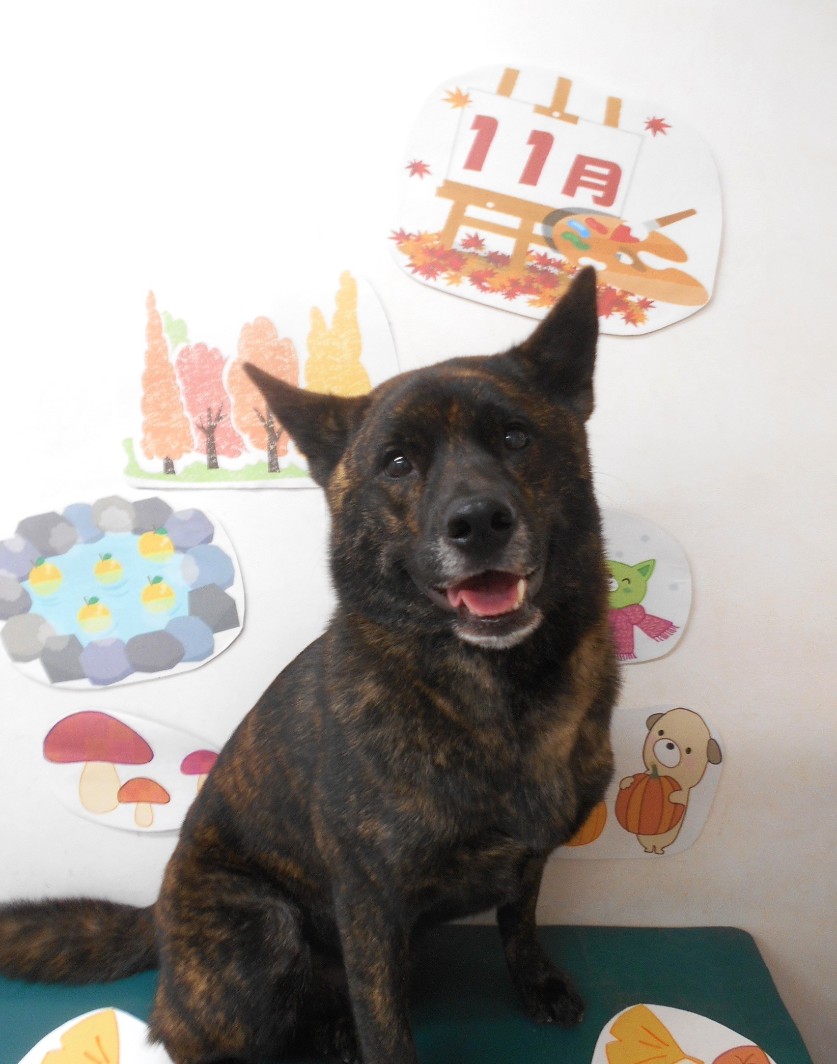 甲斐犬のトリミングカット シュシュどうぶつ病院の1枚目