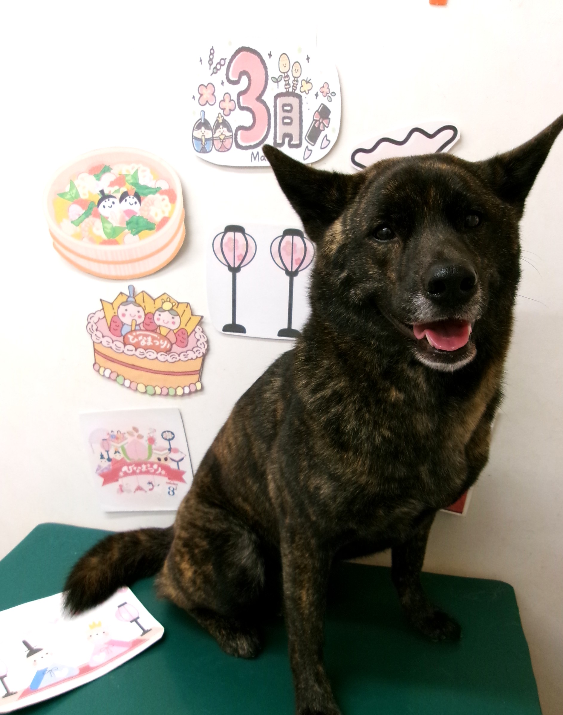 トリミングサロン シュシュどうぶつ病院のトリミングカット-9830の1枚目