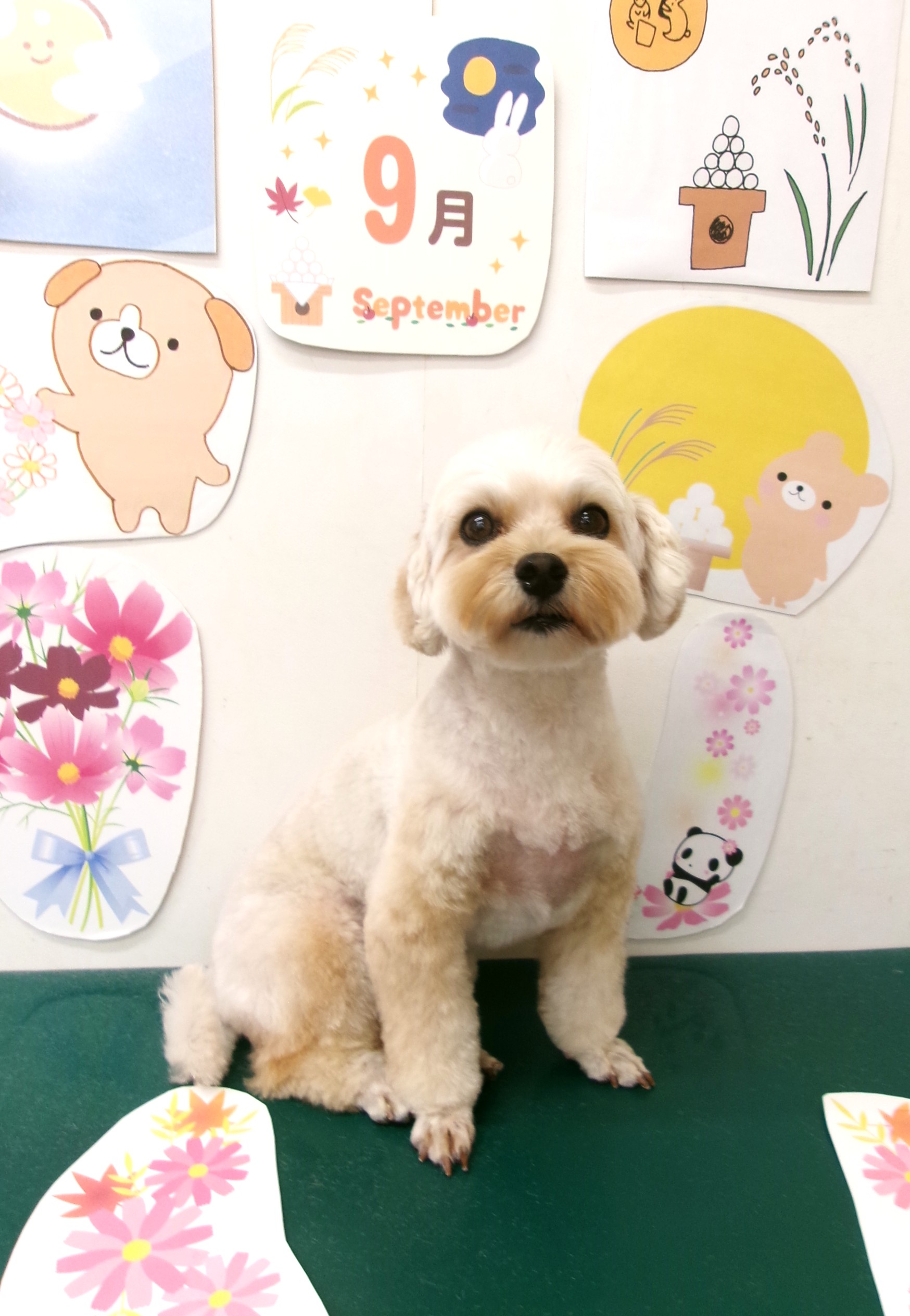 マルプー (マルチーズ×トイプードル)のトリミングカット シュシュどうぶつ病院の1枚目