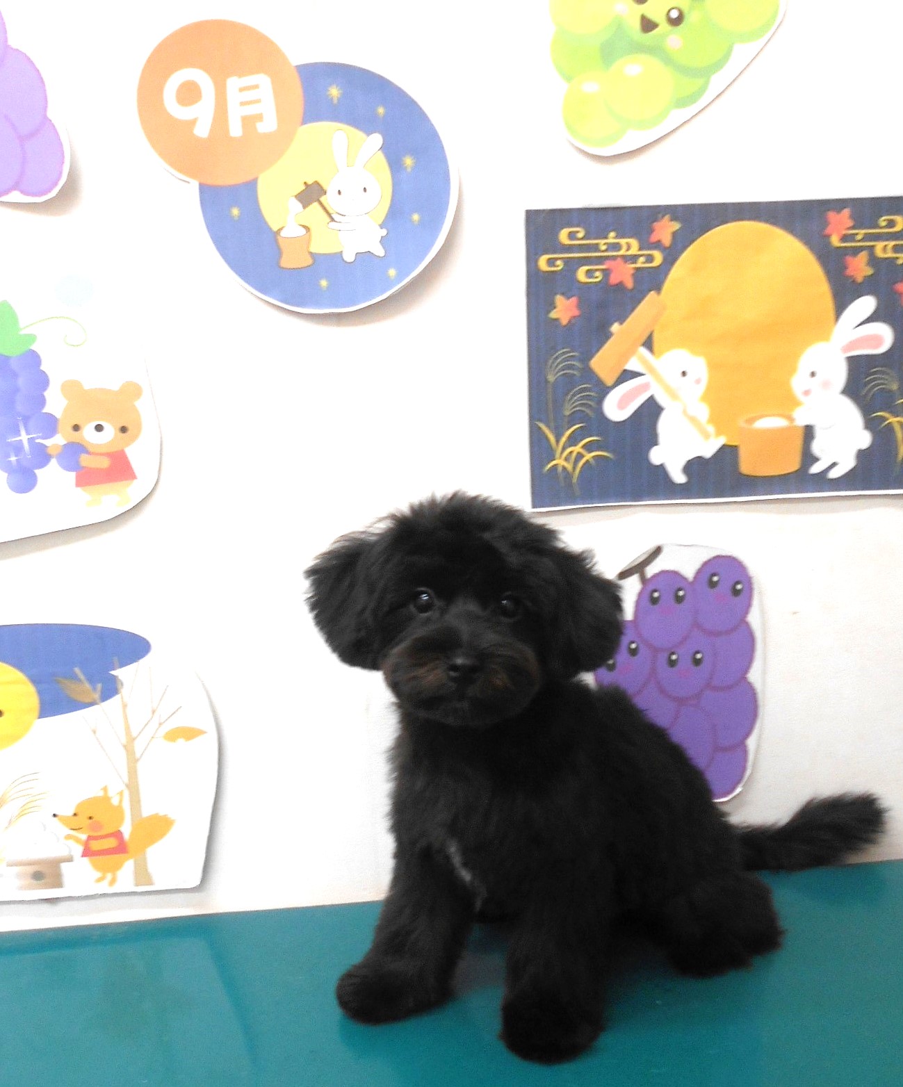 ミックス犬(その他)のトリミングカット シュシュどうぶつ病院の1枚目