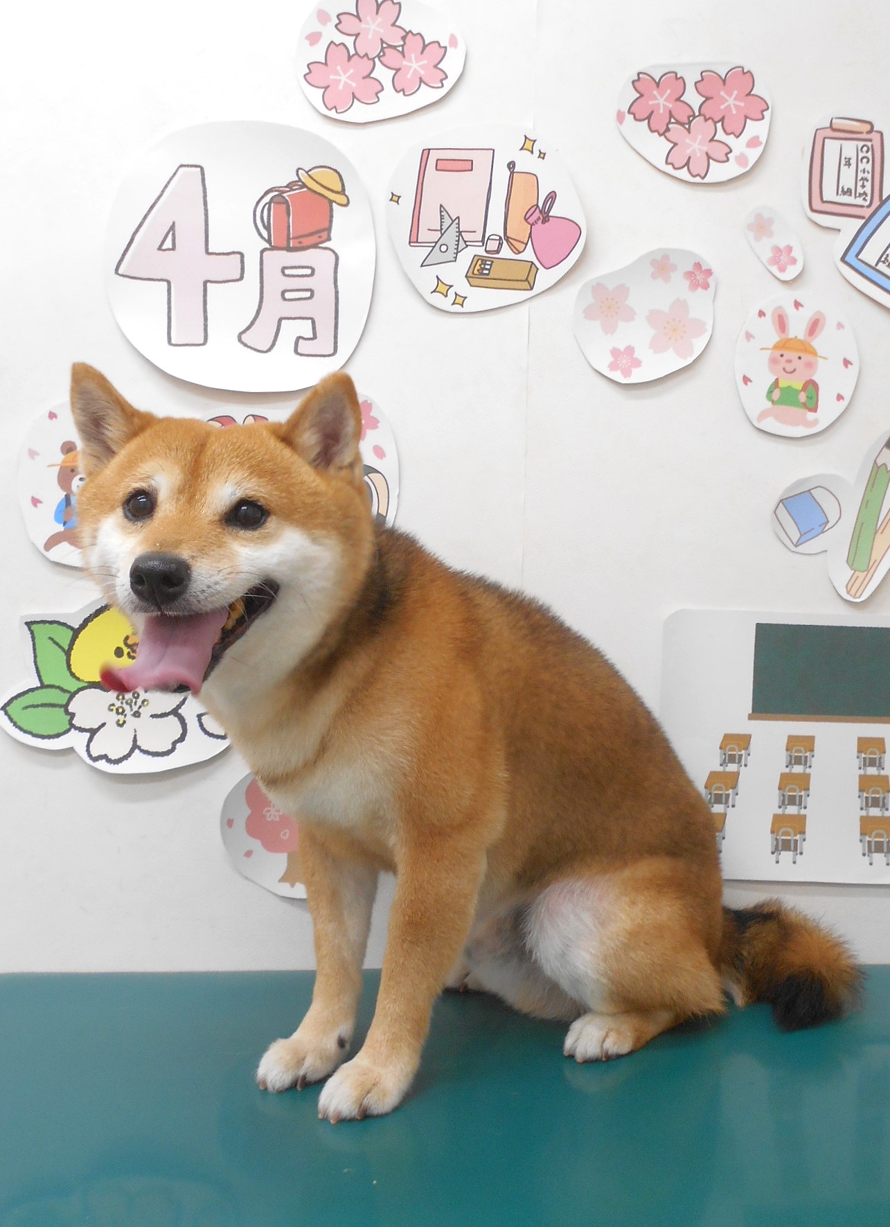 豆柴のトリミングカット シュシュどうぶつ病院の1枚目