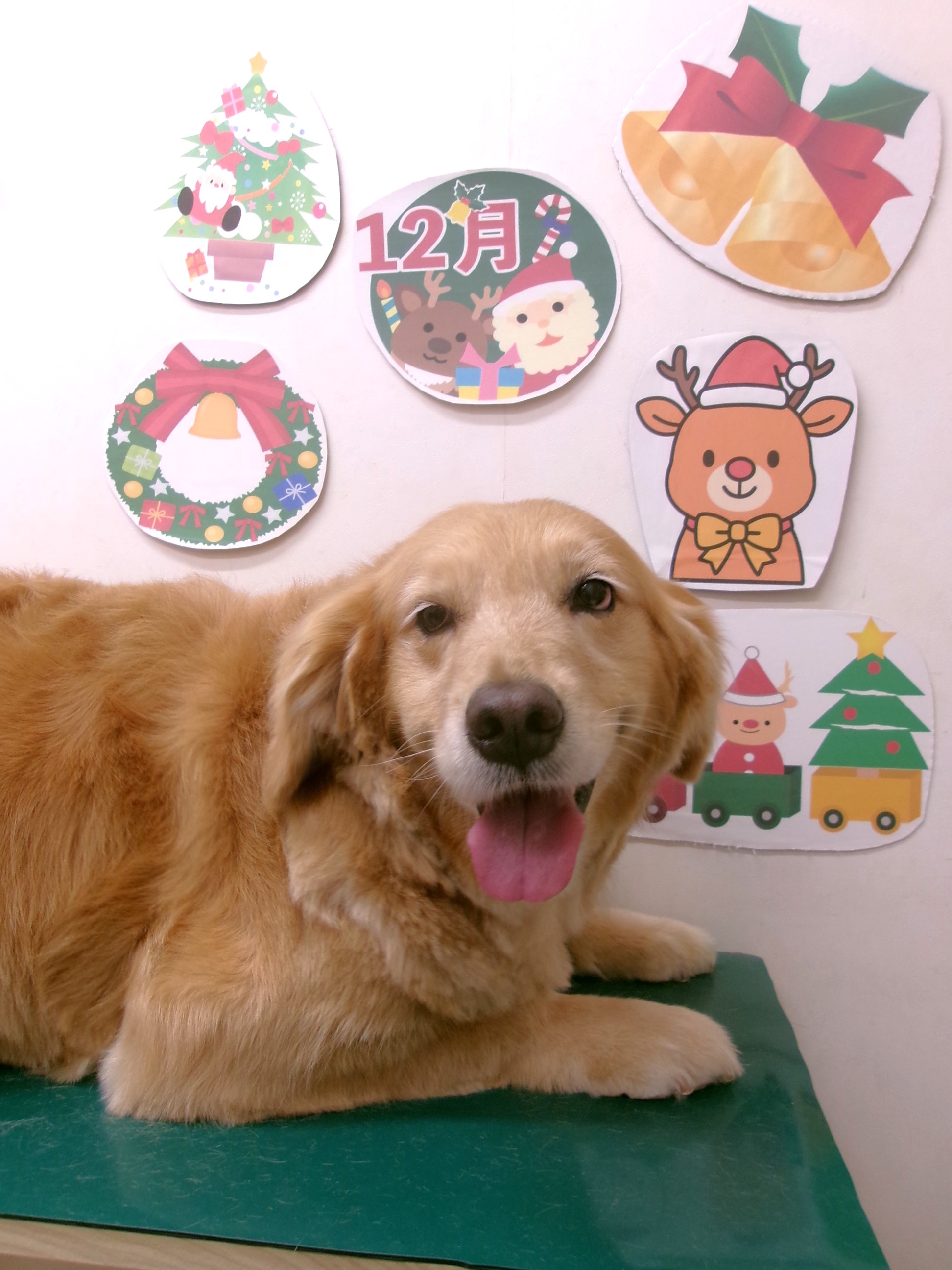 ゴールデンレトリーバーのトリミングカット シュシュどうぶつ病院の1枚目