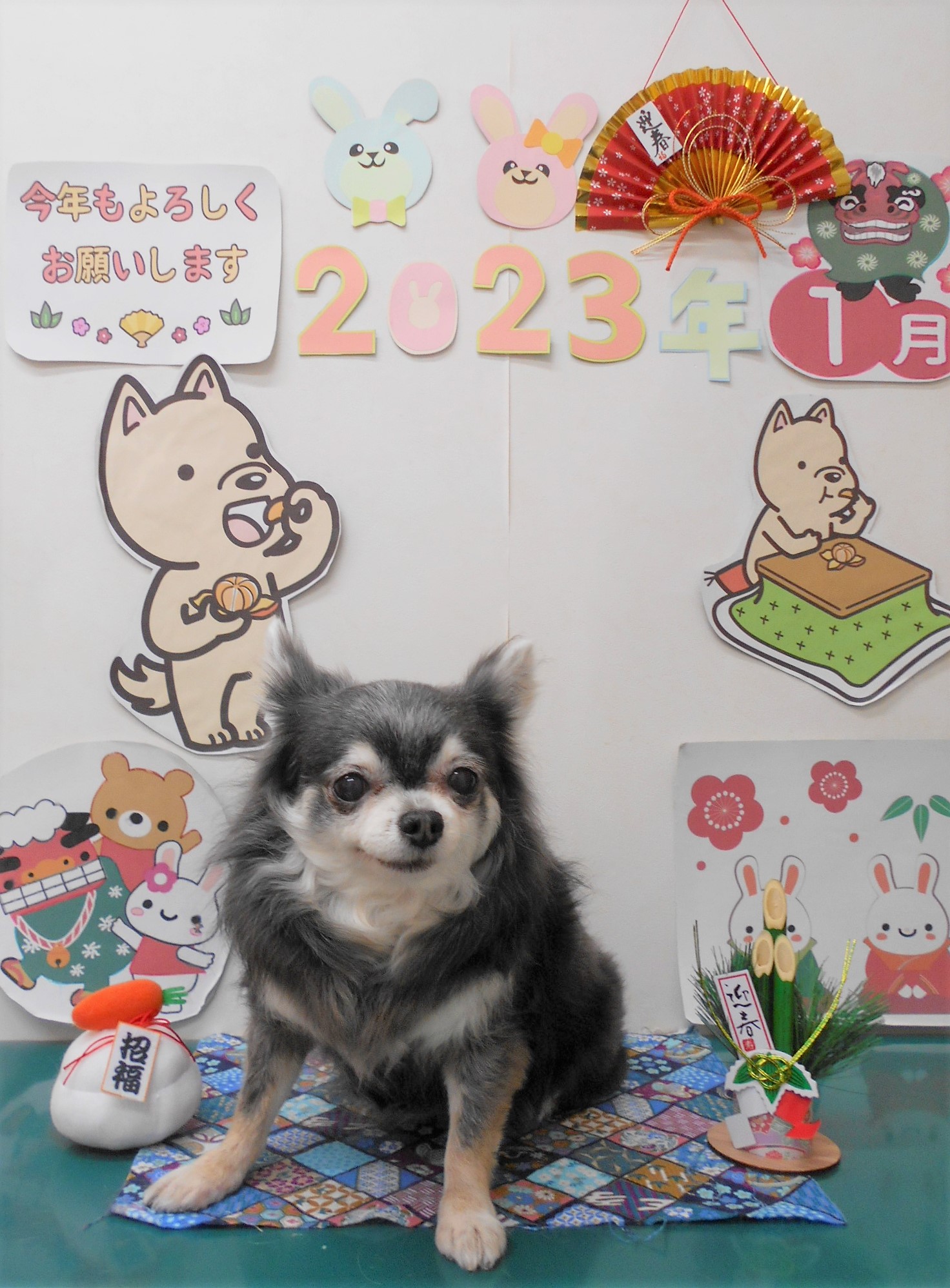 チワワのトリミングカット シュシュどうぶつ病院の1枚目