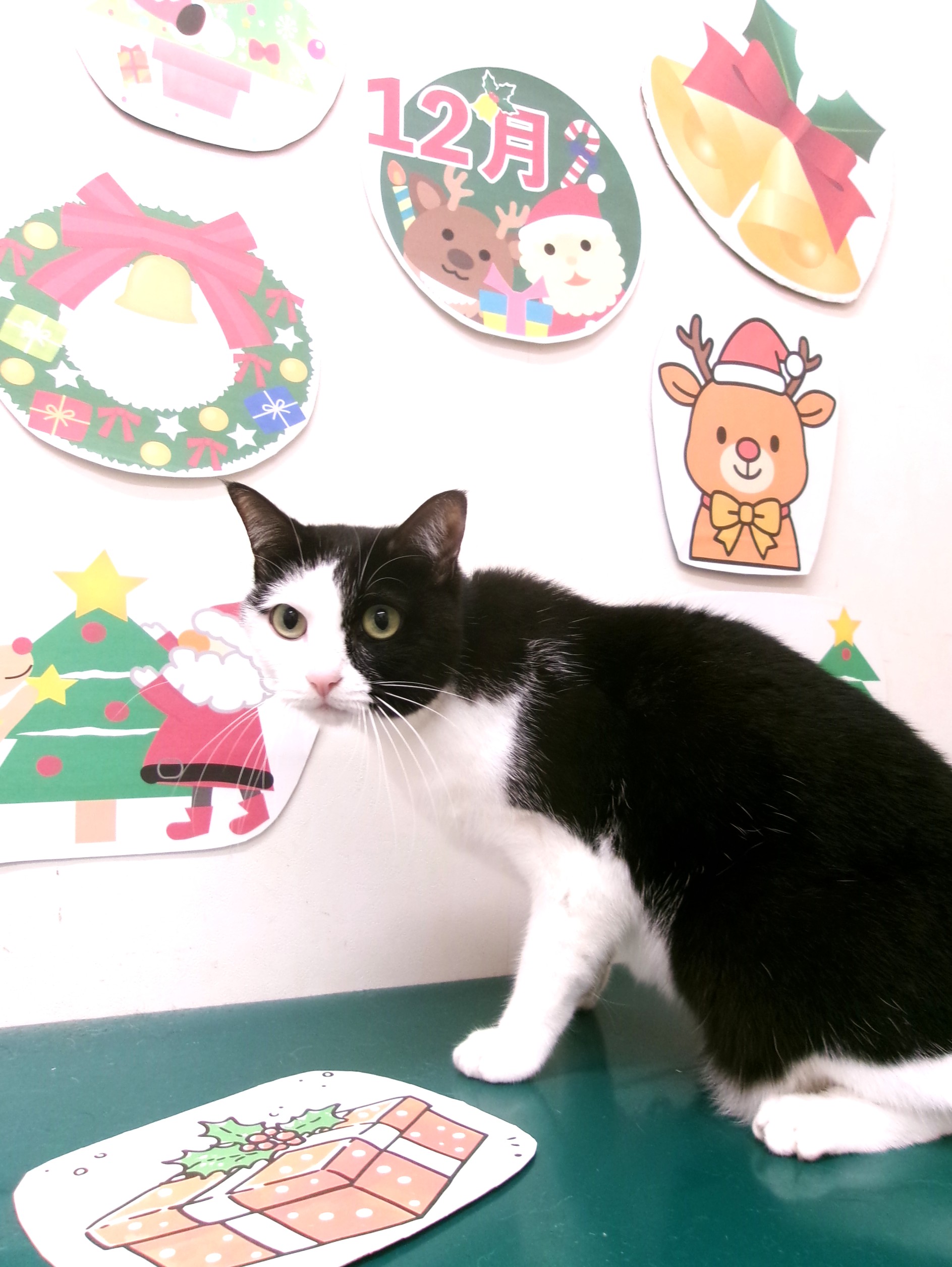 その他の猫種のトリミングカット シュシュどうぶつ病院の1枚目