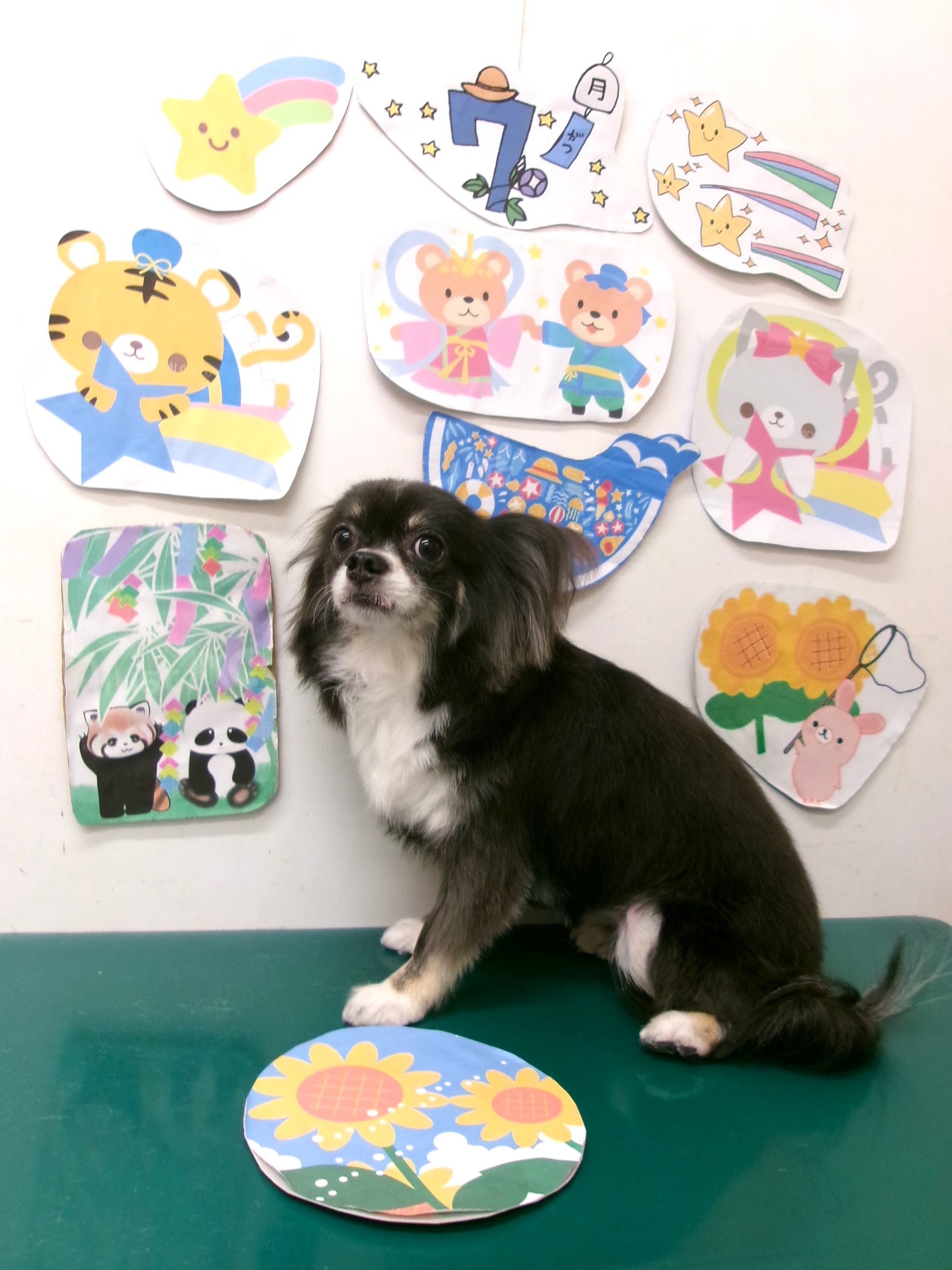 チワワのトリミングカット シュシュどうぶつ病院の1枚目