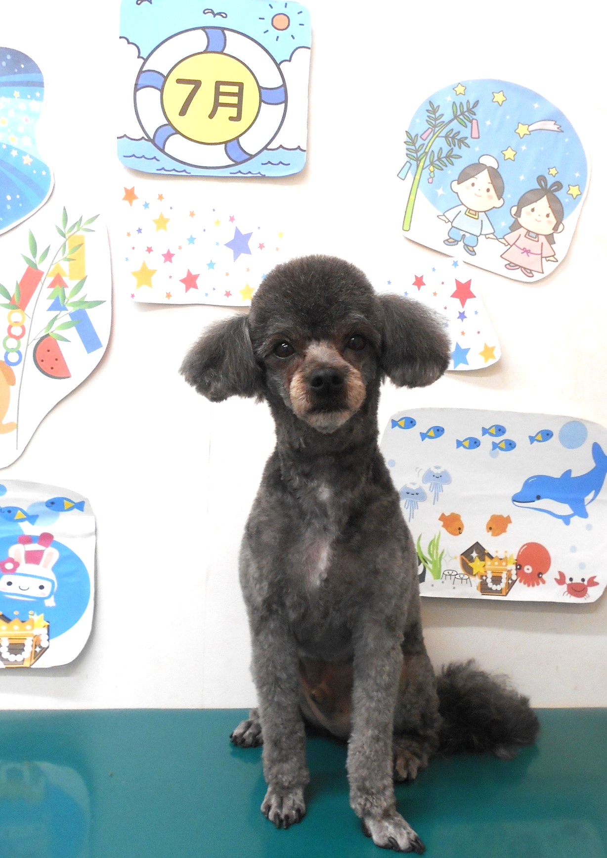 ミックス犬(その他)のトリミングカット シュシュどうぶつ病院の1枚目