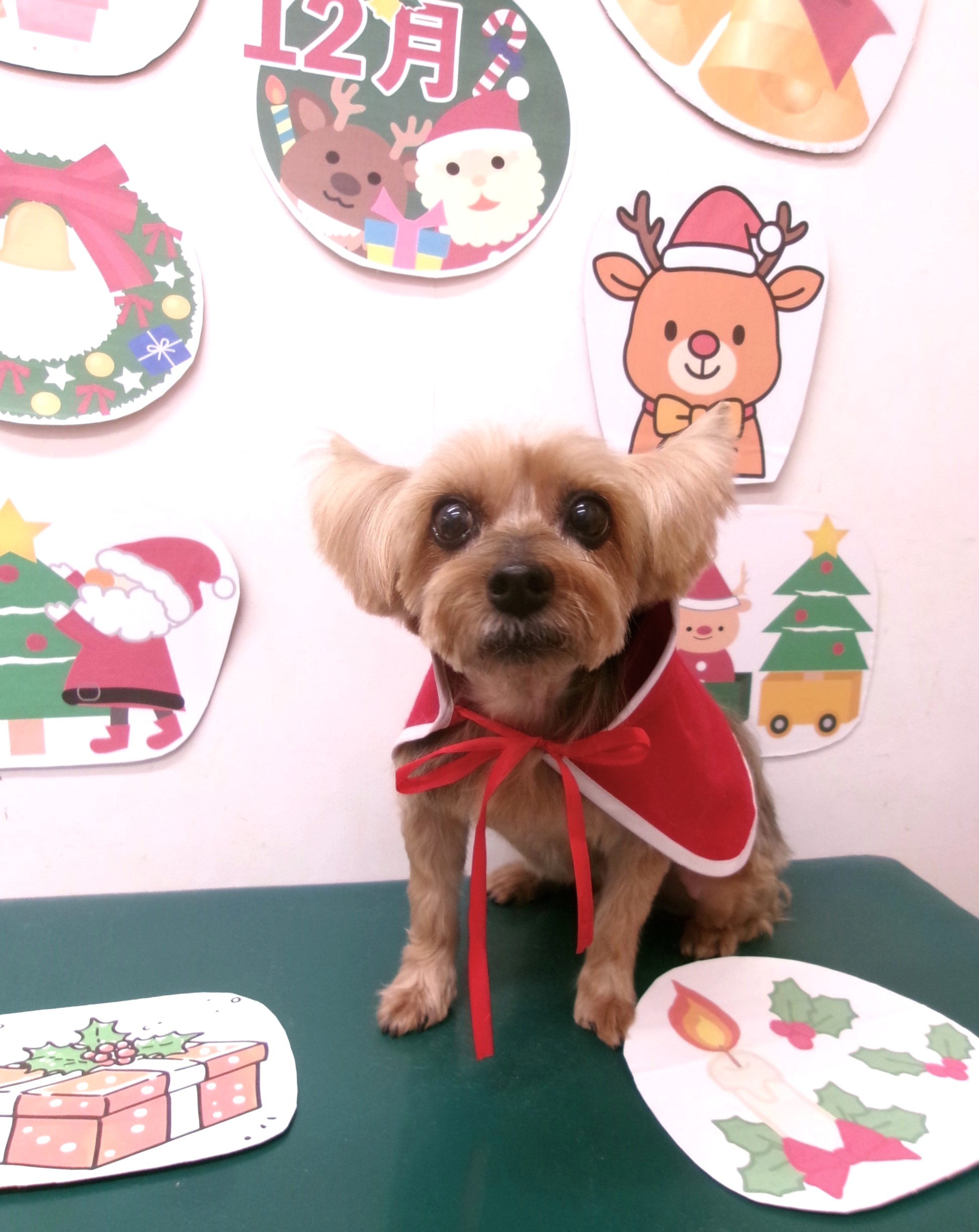 カット例 - シュシュどうぶつ病院