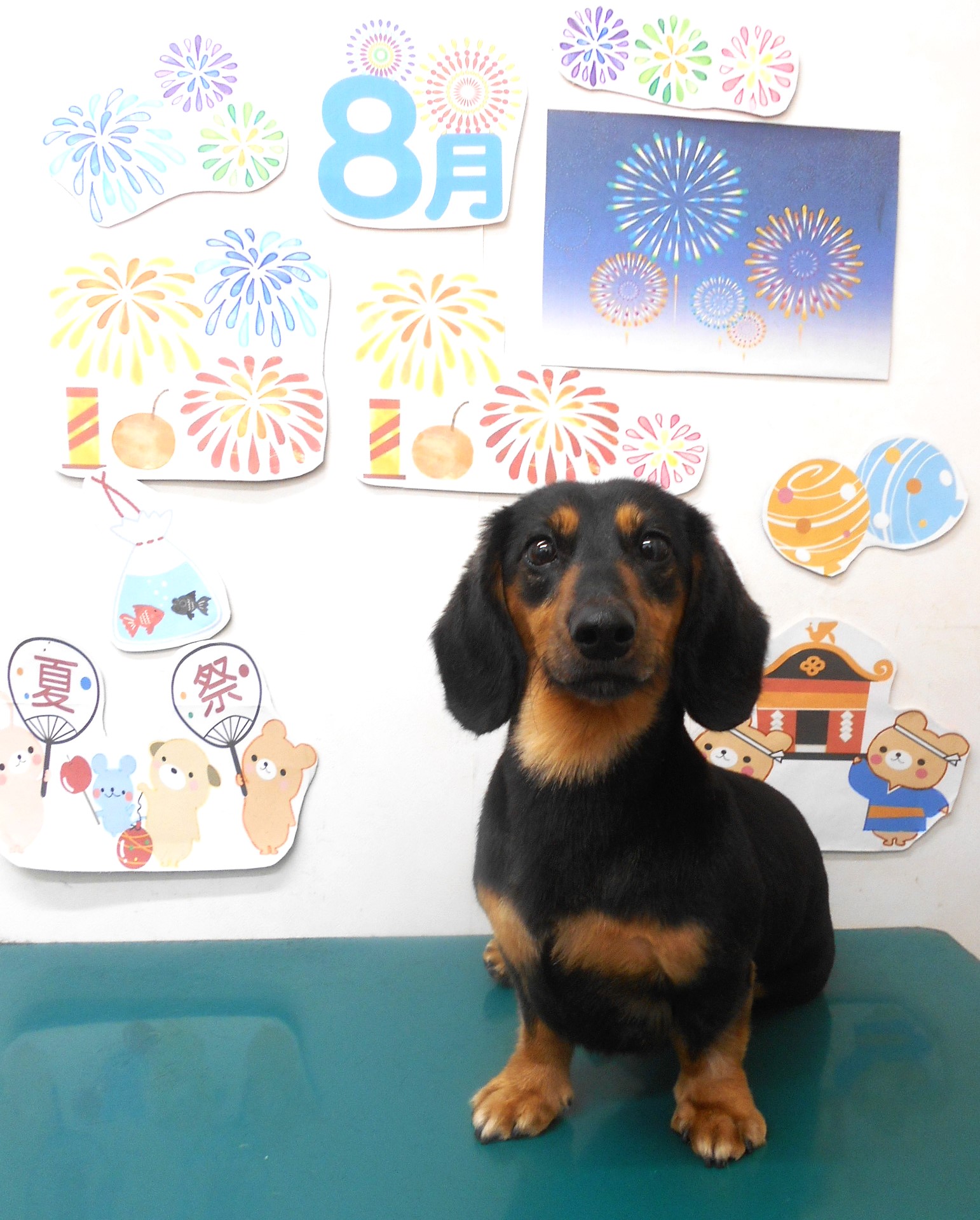 ミニチュアダックスフンドのトリミングカット シュシュどうぶつ病院の1枚目