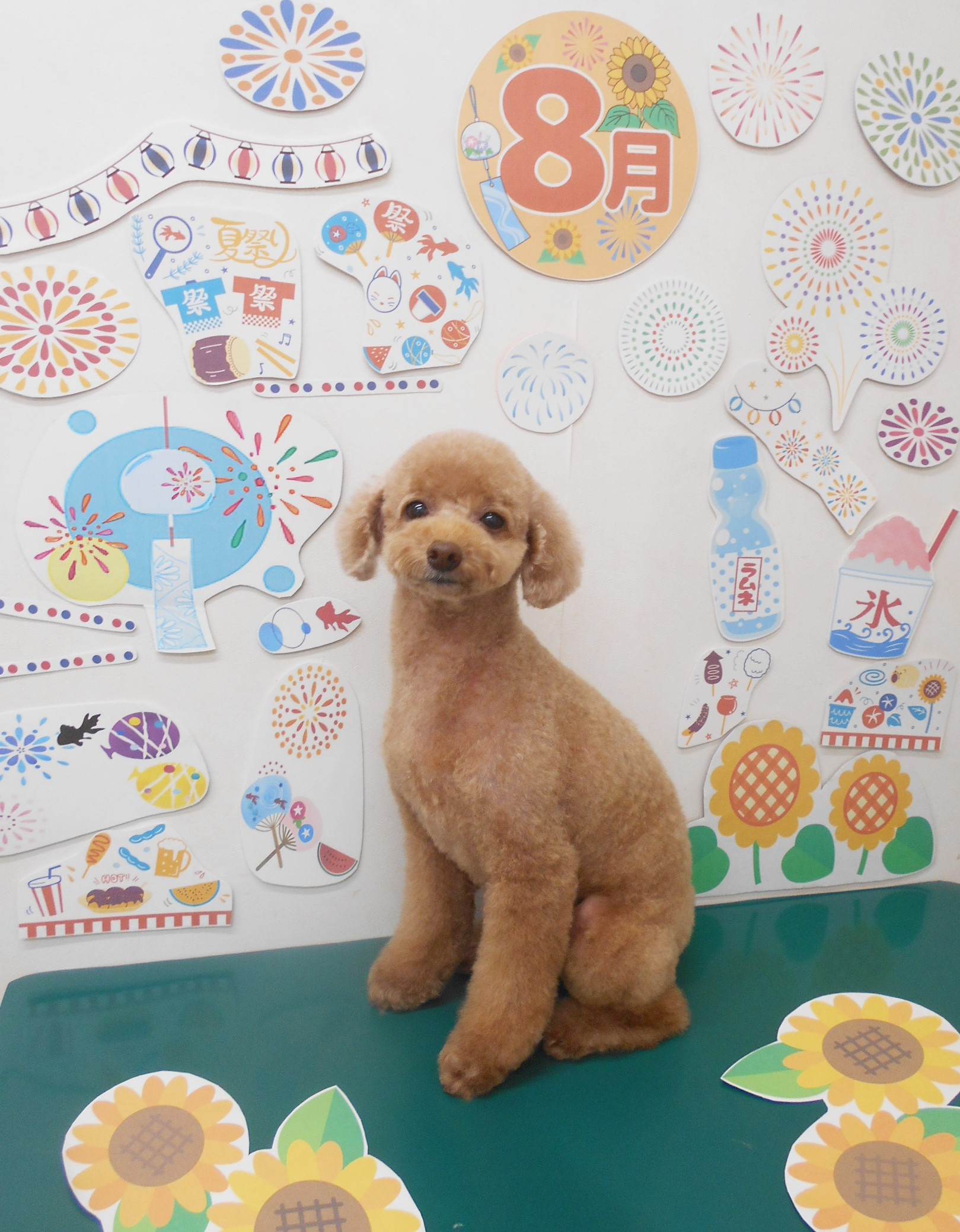 トイプードルのトリミングカット シュシュどうぶつ病院の1枚目
