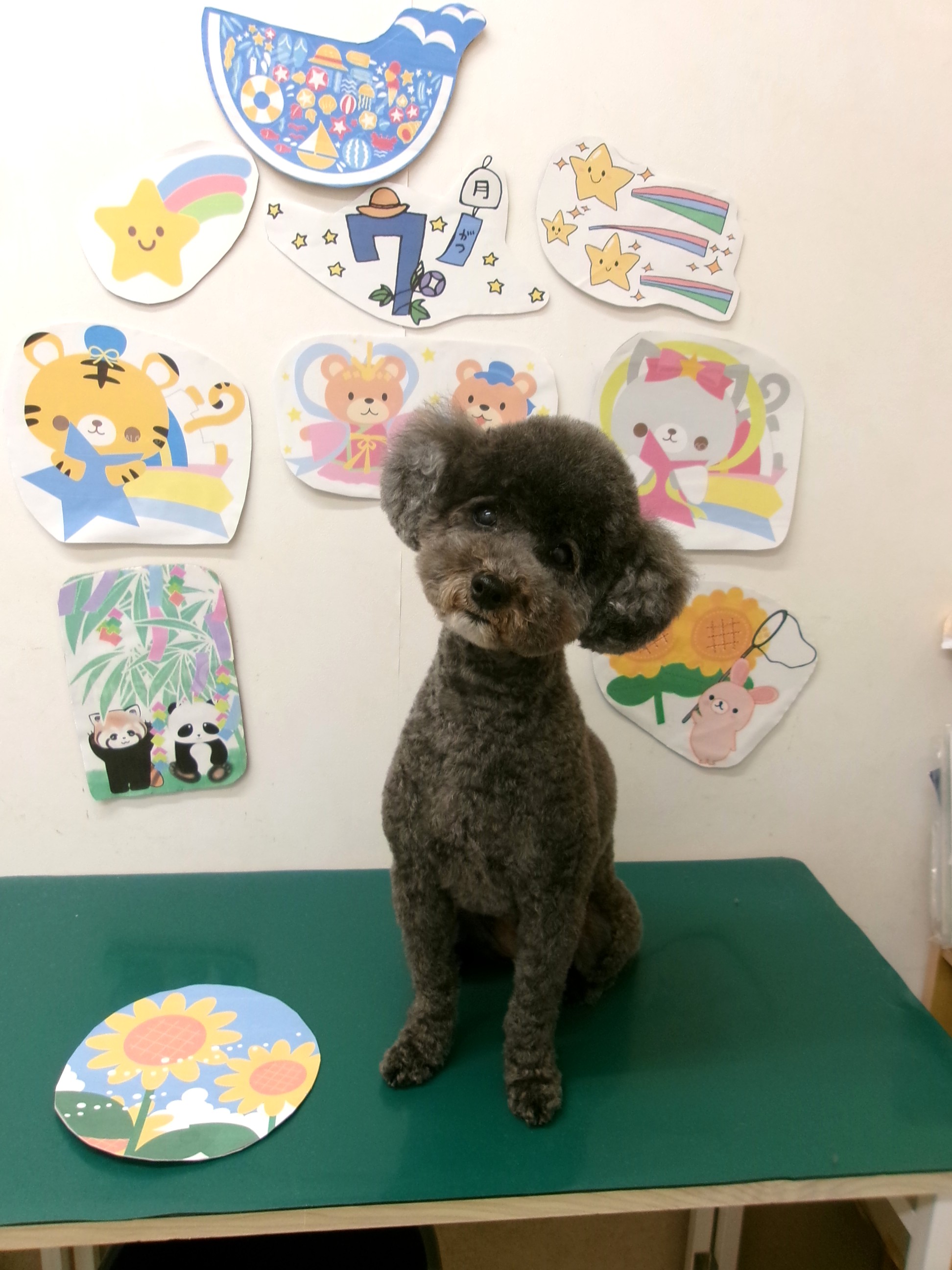 トリミングサロン シュシュどうぶつ病院のトリミングカット-10179の1枚目