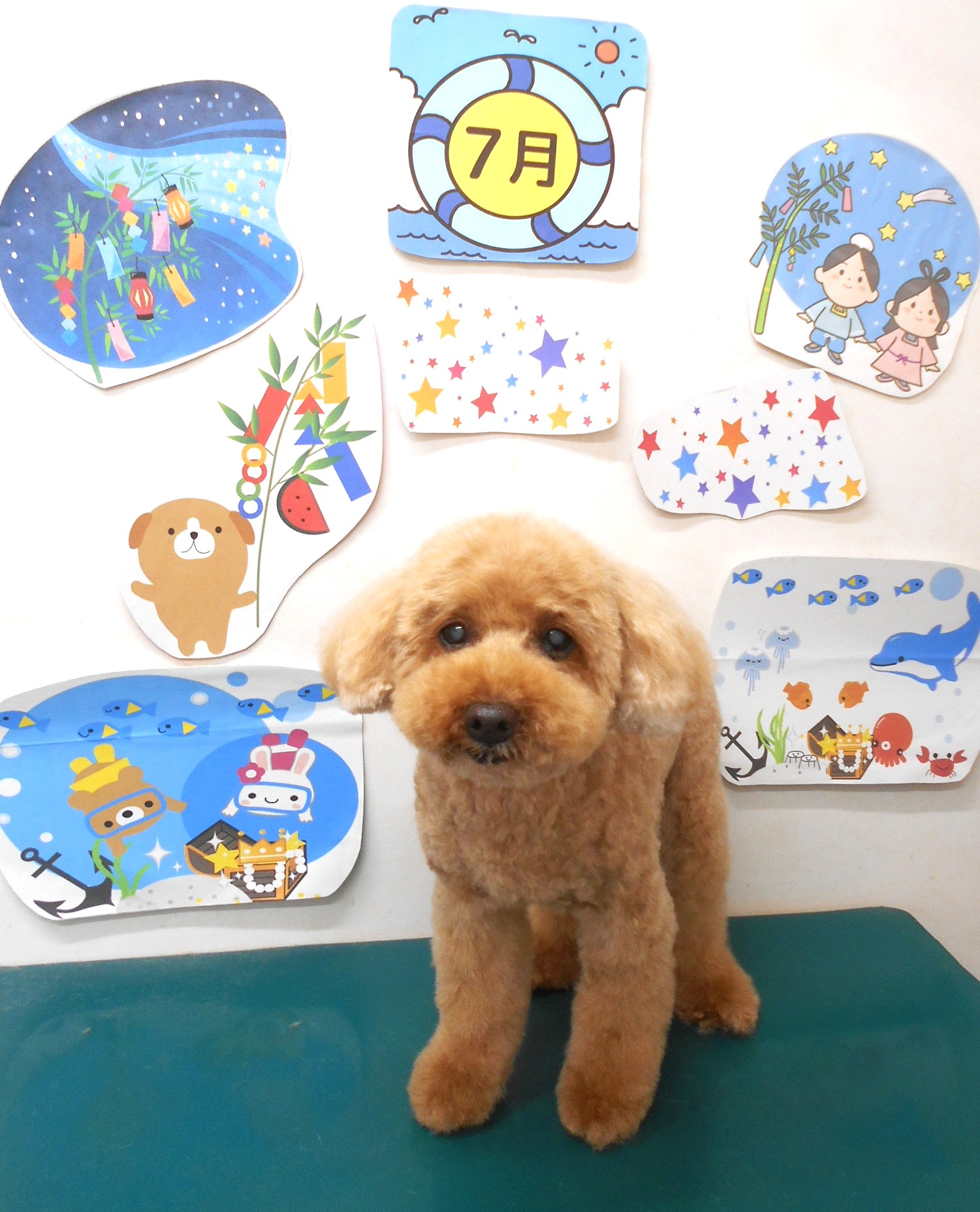 トイプードルのトリミングカット シュシュどうぶつ病院の1枚目