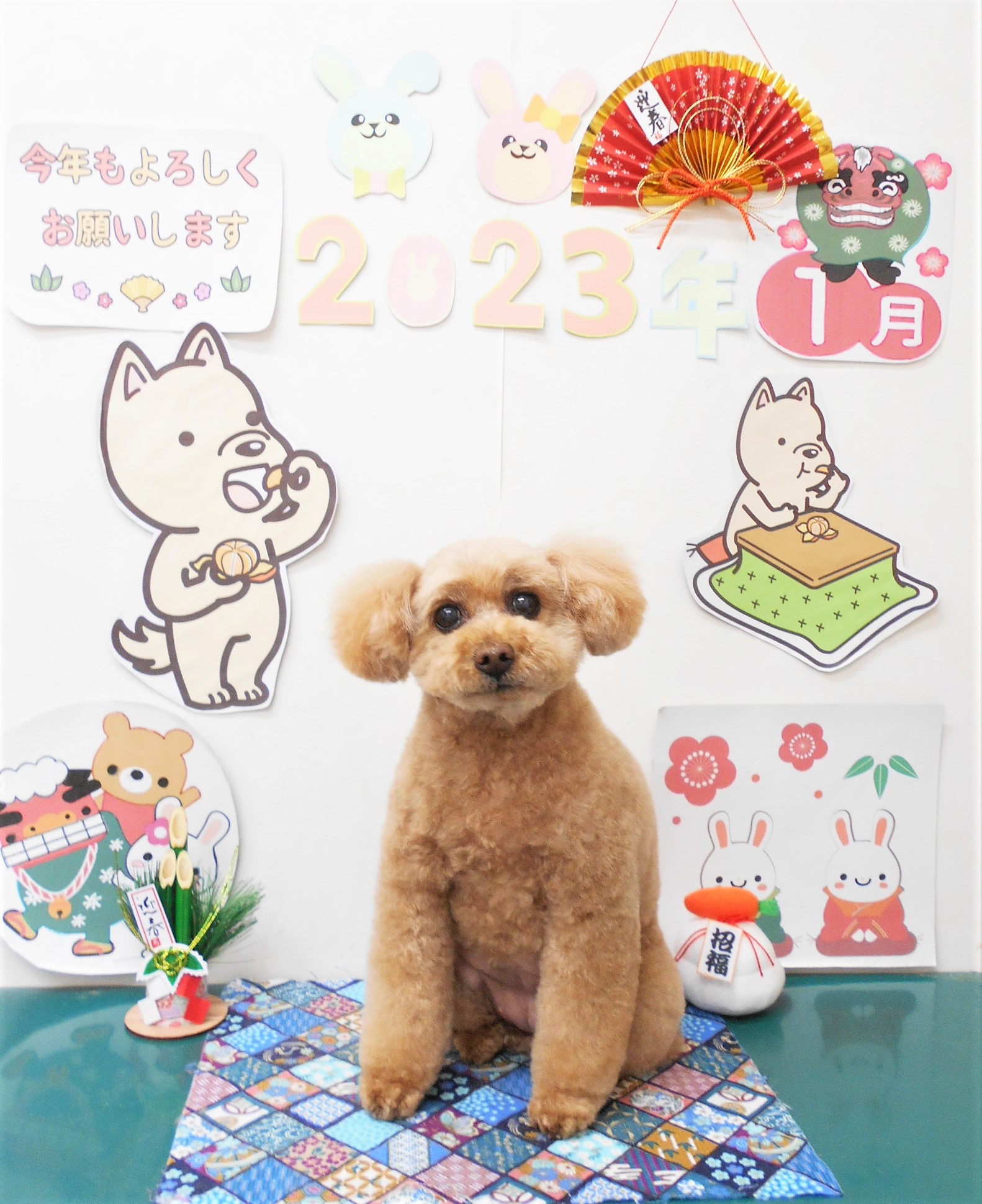 トイプードルのトリミングカット シュシュどうぶつ病院の1枚目