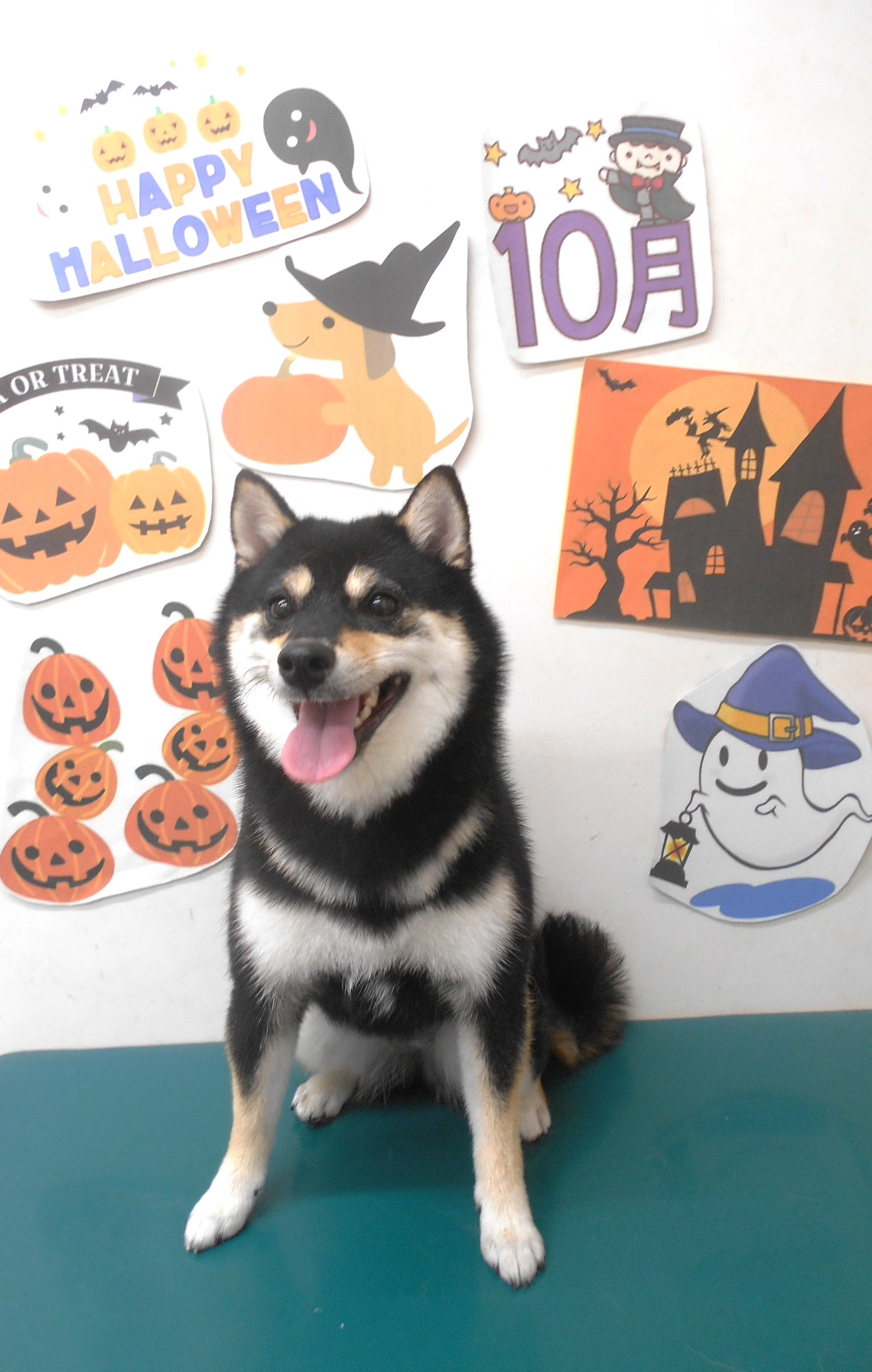柴犬のトリミングカット シュシュどうぶつ病院の1枚目