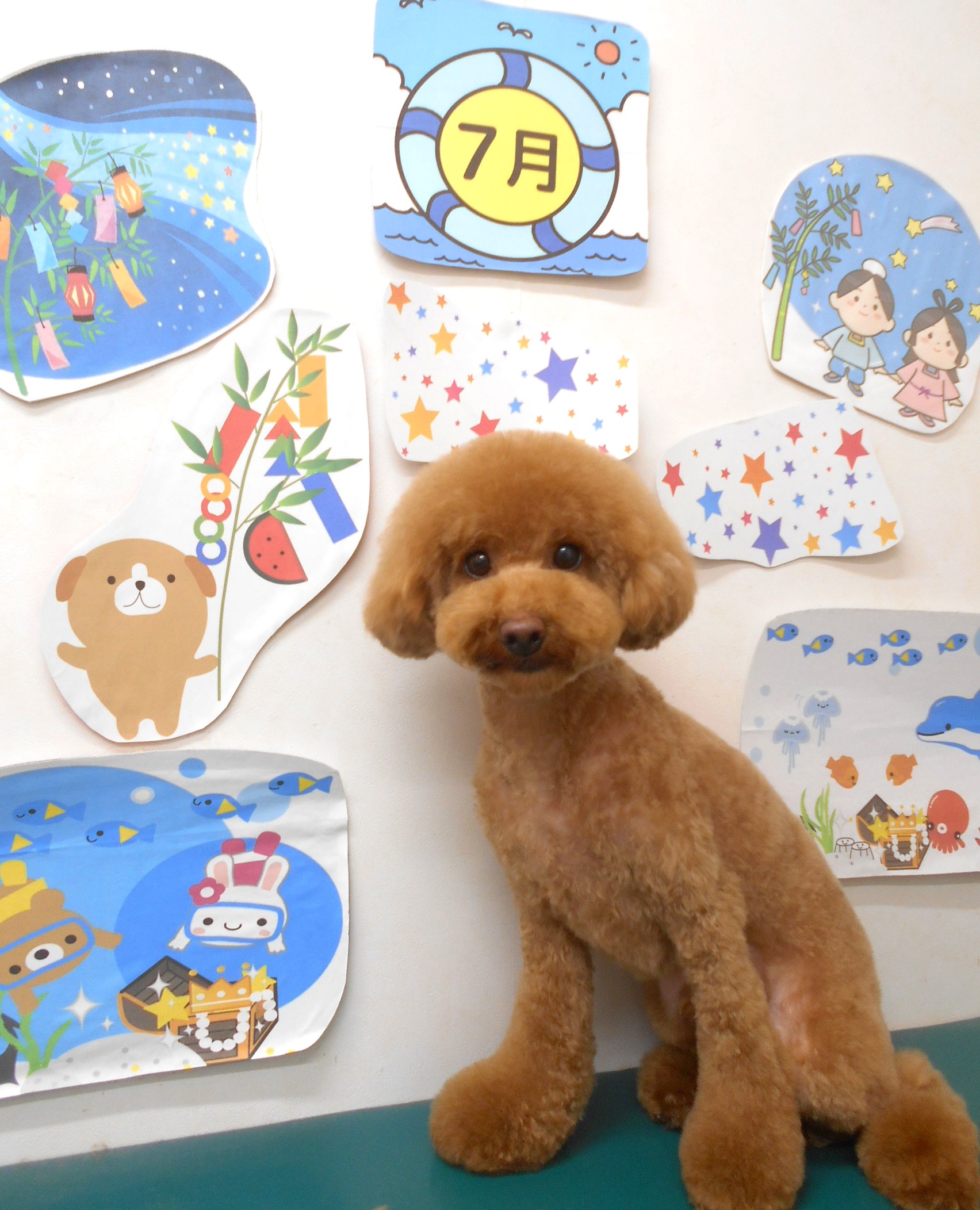 トイプードルのトリミングカット シュシュどうぶつ病院の1枚目