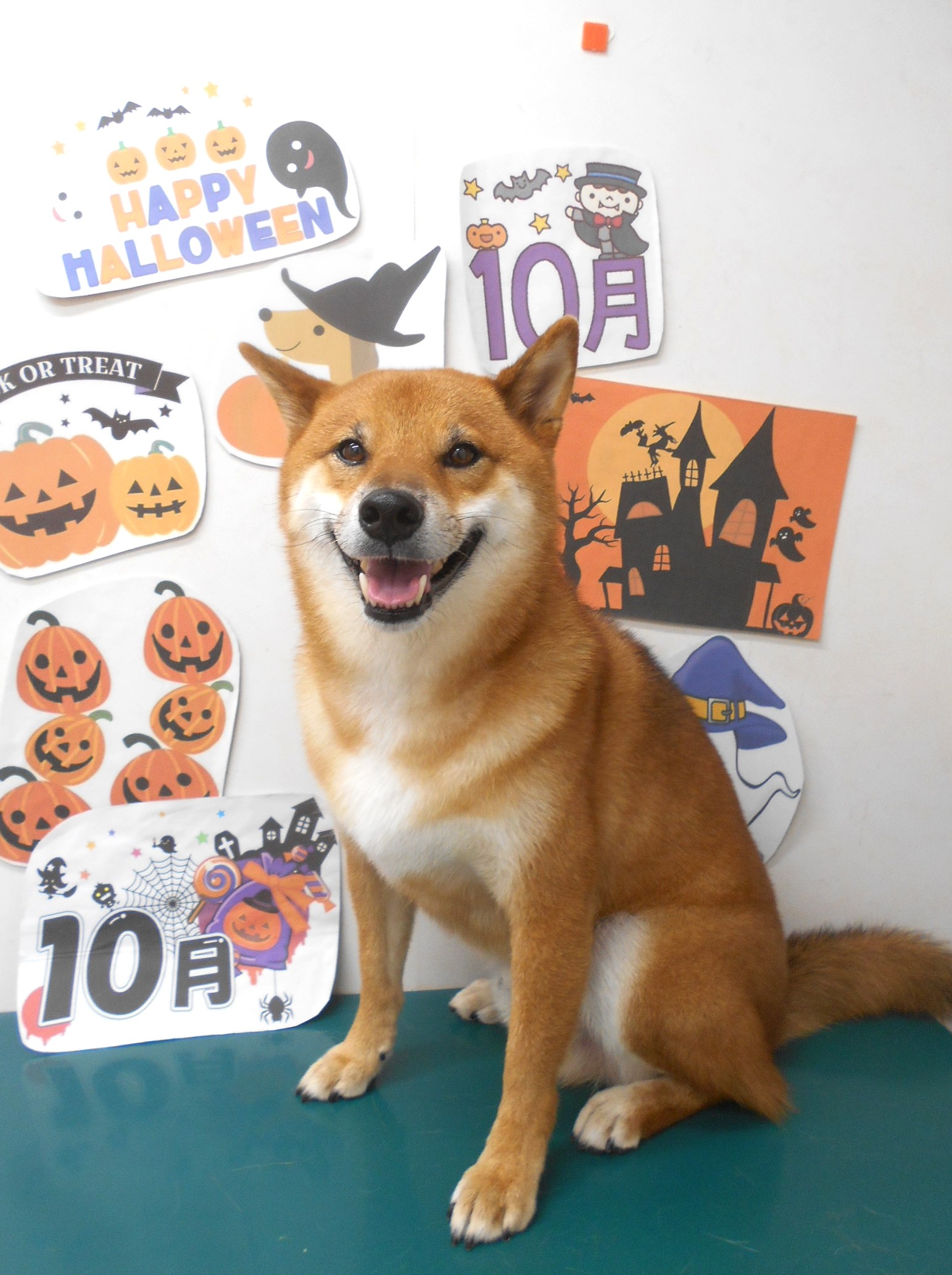 柴犬のトリミングカット シュシュどうぶつ病院の1枚目