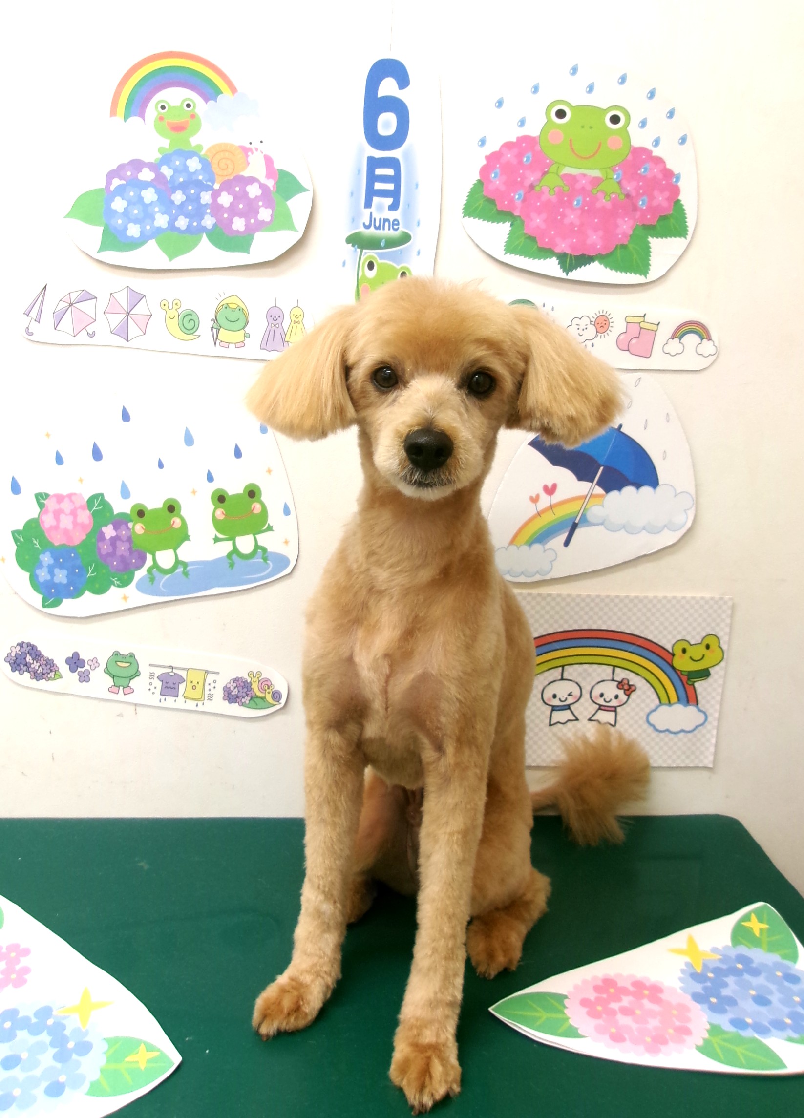 トリミングサロン シュシュどうぶつ病院のトリミングカット-10094の1枚目