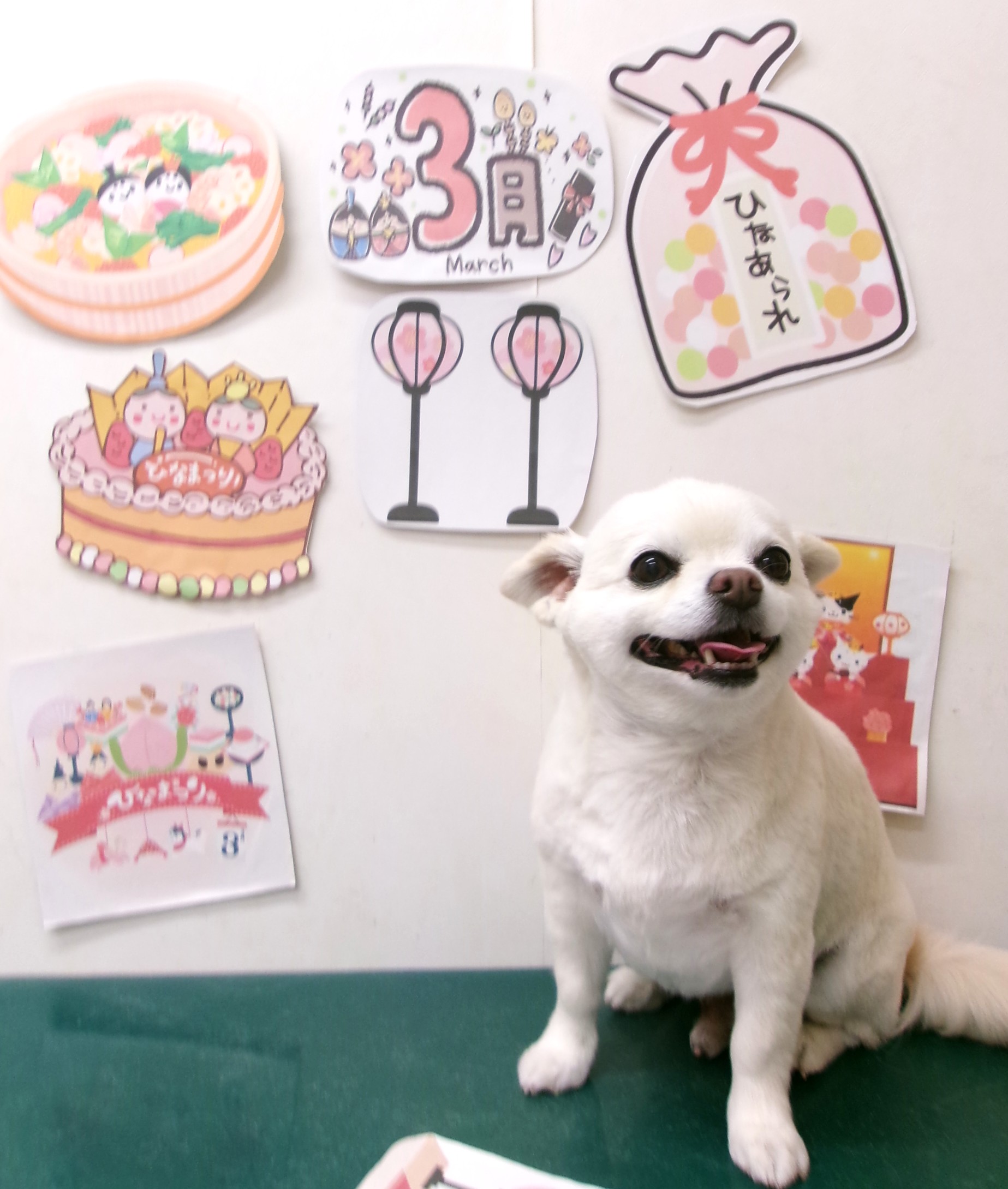 トリミングサロン シュシュどうぶつ病院のトリミングカット-9893の1枚目