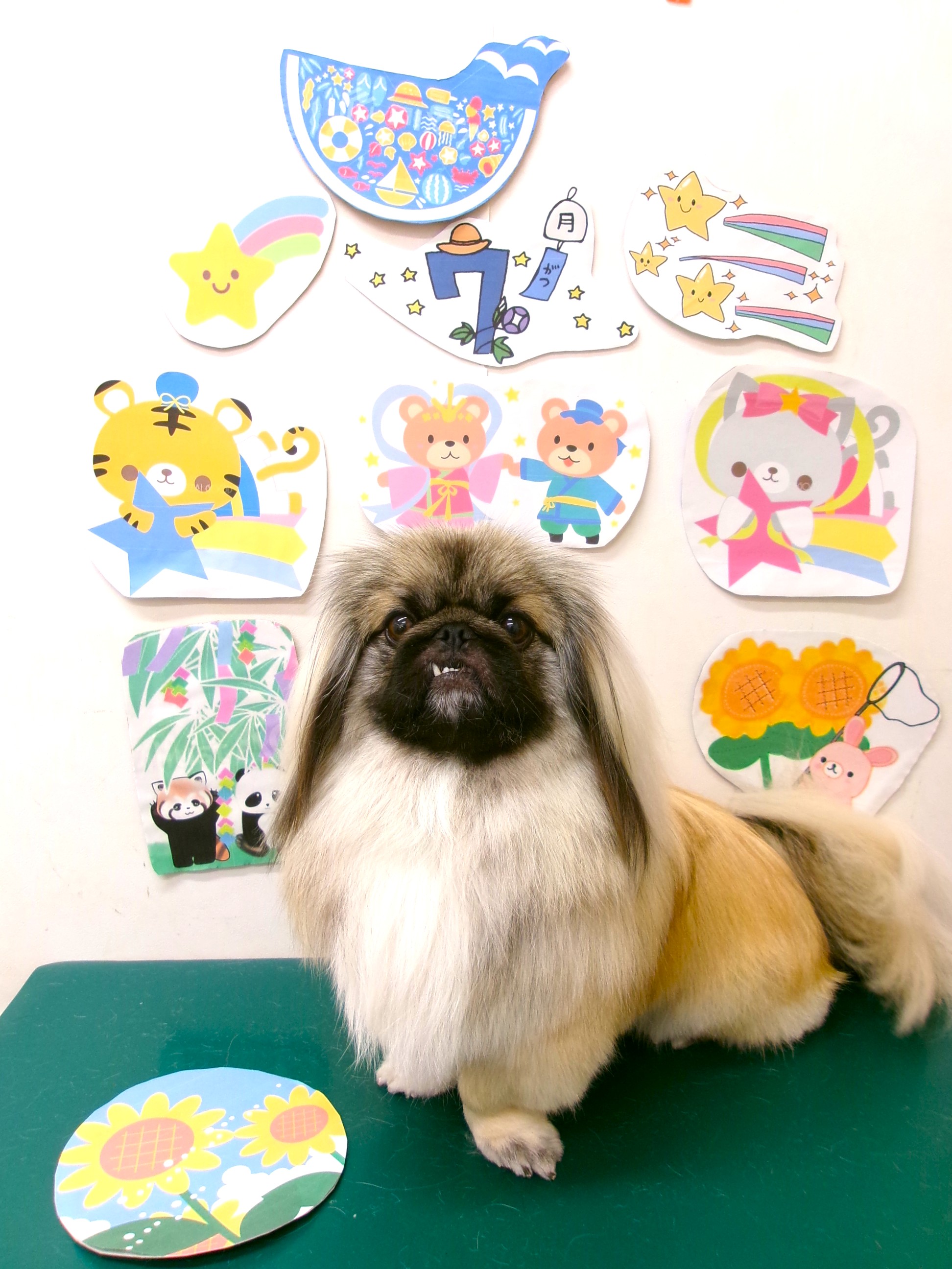 トリミングサロン シュシュどうぶつ病院のトリミングカット-10177の1枚目