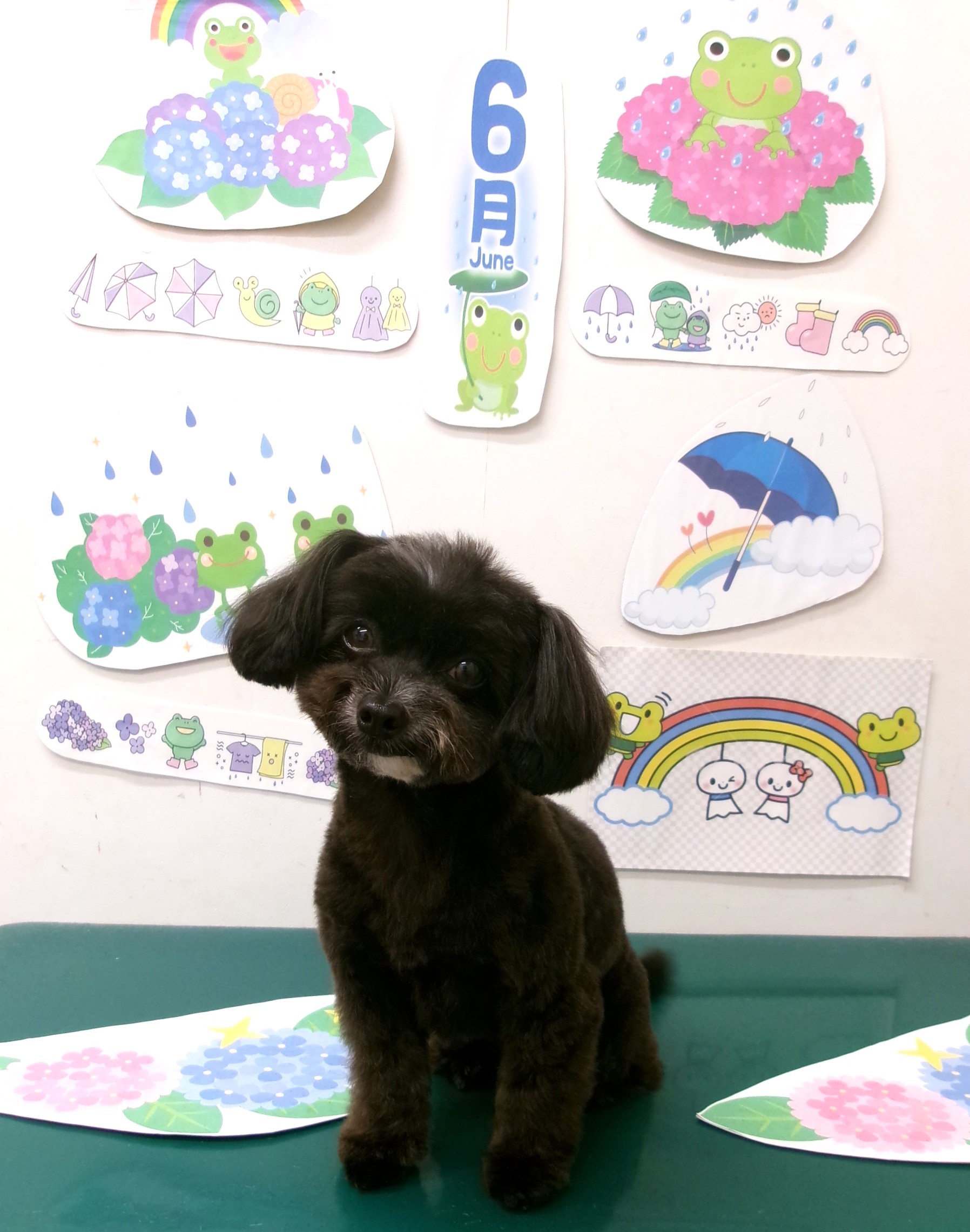 トリミングサロン シュシュどうぶつ病院のトリミングカット-10137の1枚目