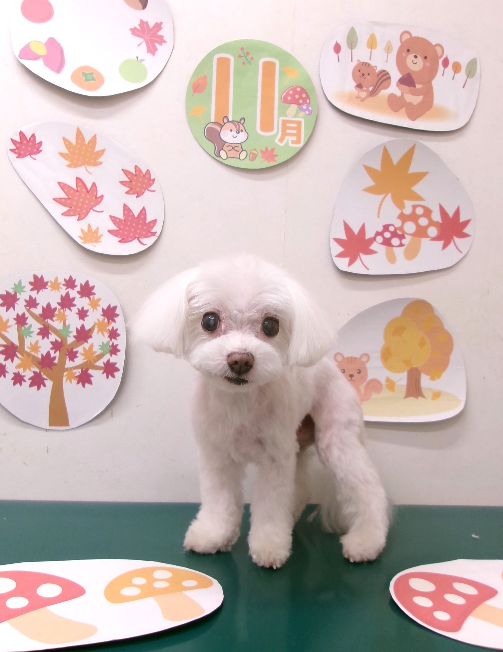 トリミングサロン シュシュどうぶつ病院のトリミングカット-10562の1枚目