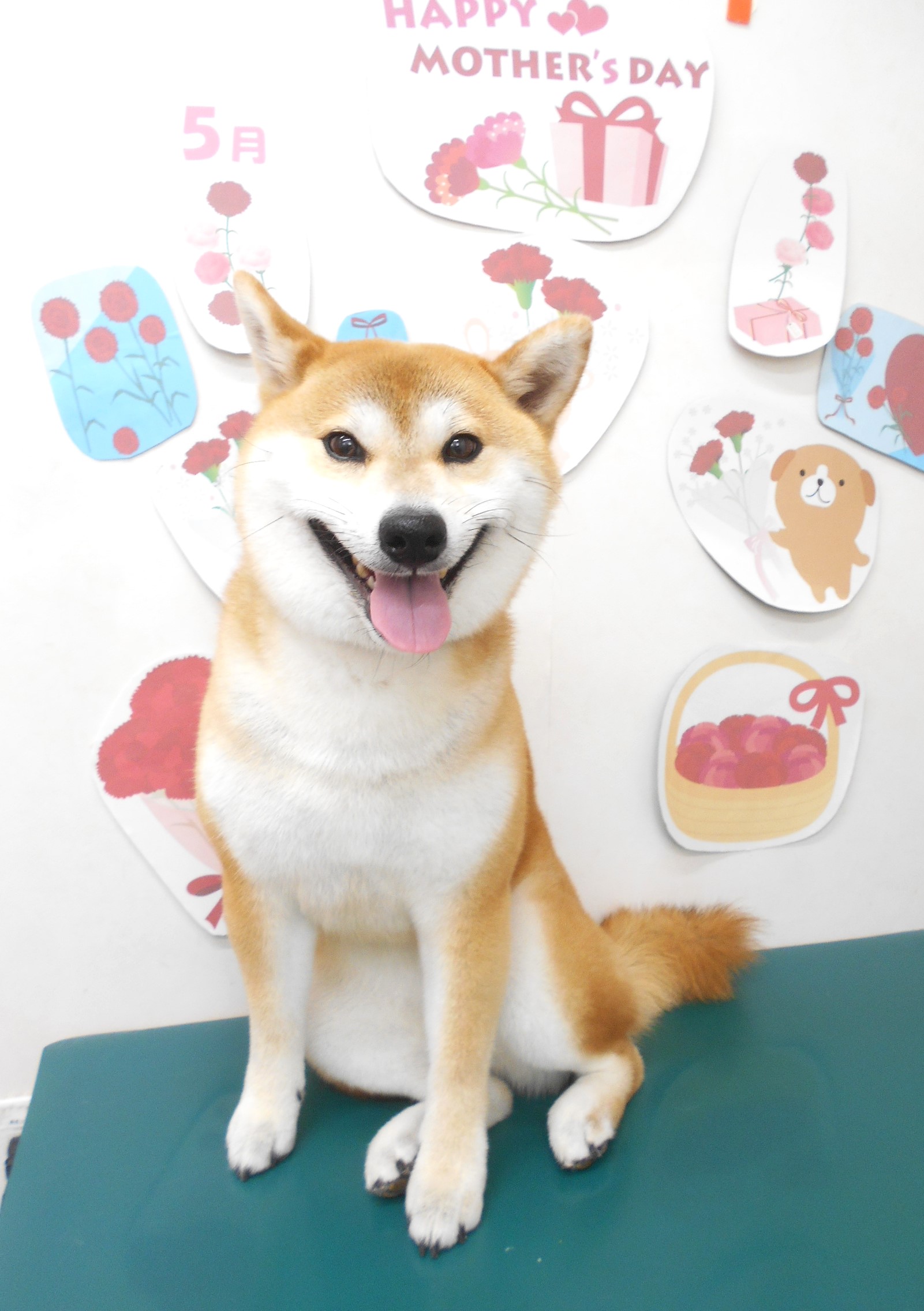 柴犬のトリミングカット シュシュどうぶつ病院の1枚目