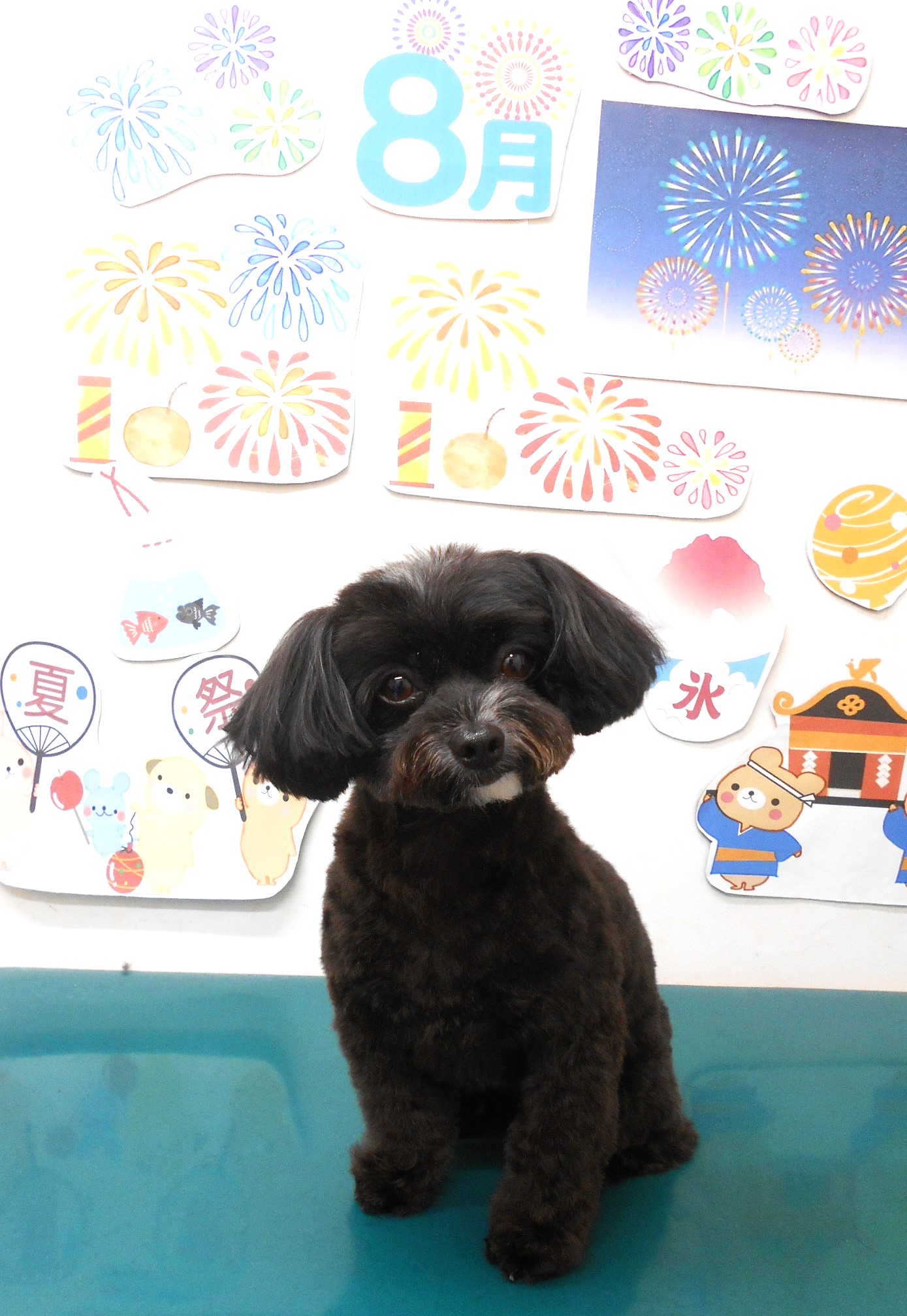 ミックス犬(その他)のトリミングカット シュシュどうぶつ病院の1枚目