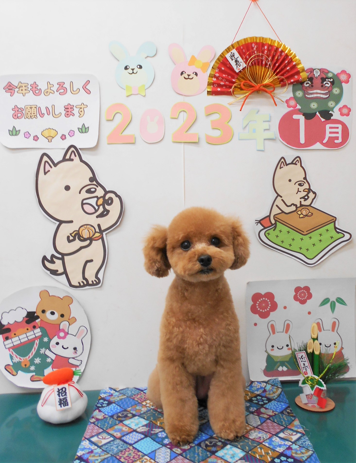 トイプードルのトリミングカット シュシュどうぶつ病院の1枚目