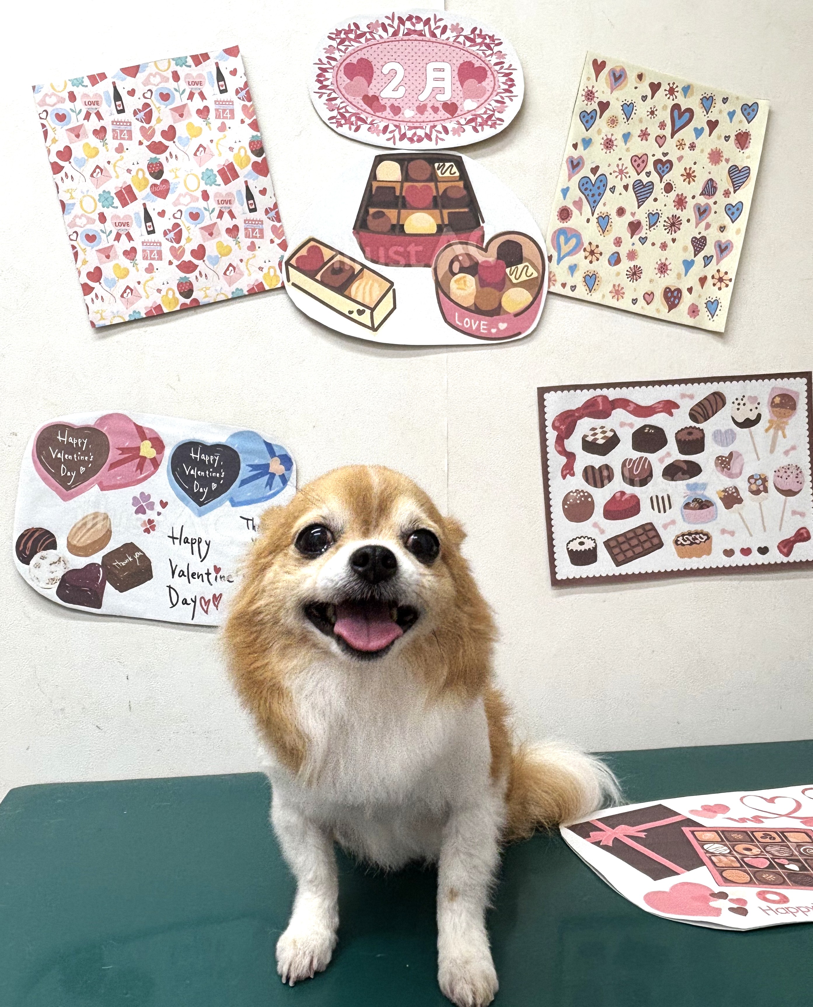 トリミングサロン シュシュどうぶつ病院のトリミングカット-9717の1枚目