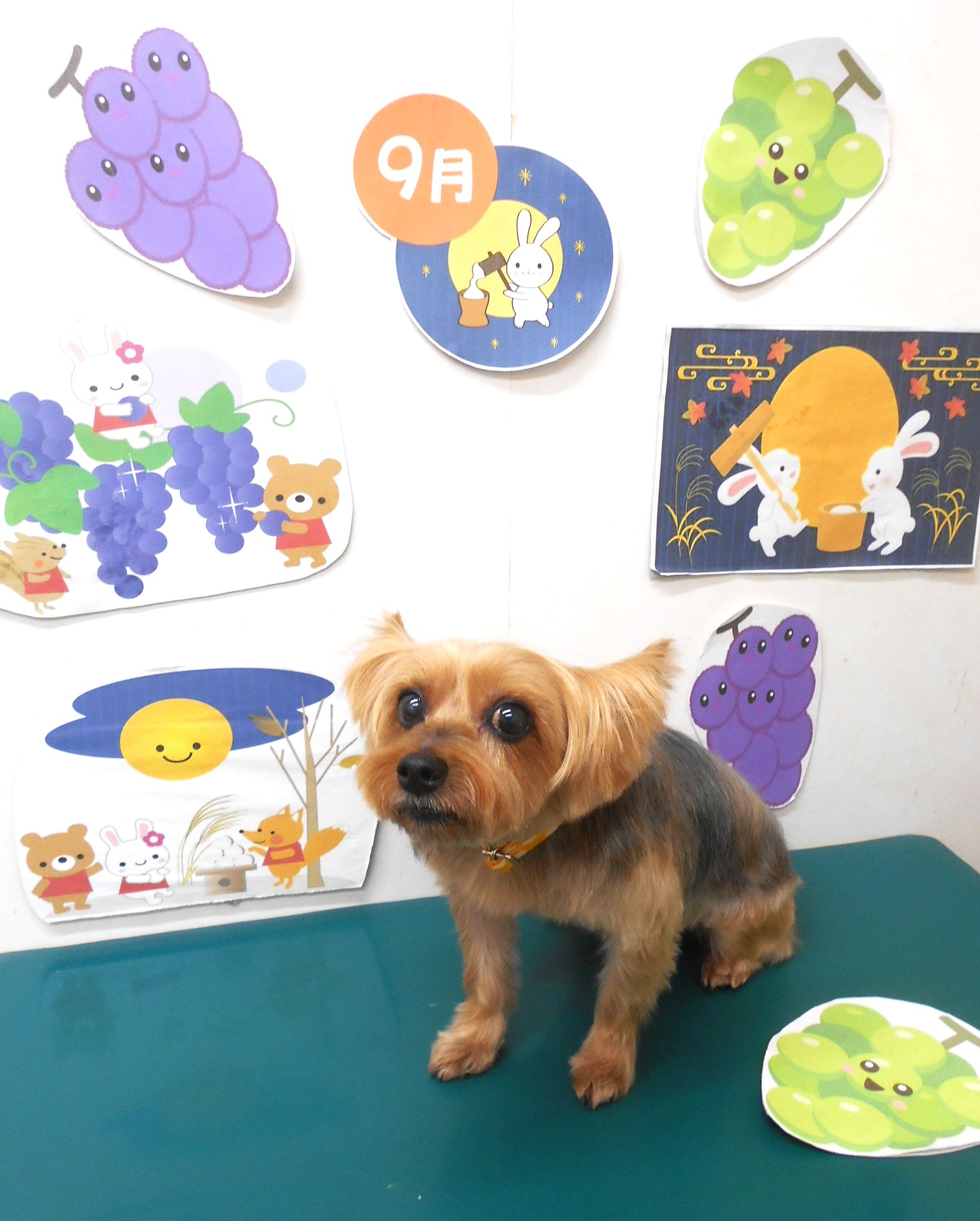 ヨークシャーテリアのトリミングカット シュシュどうぶつ病院の1枚目
