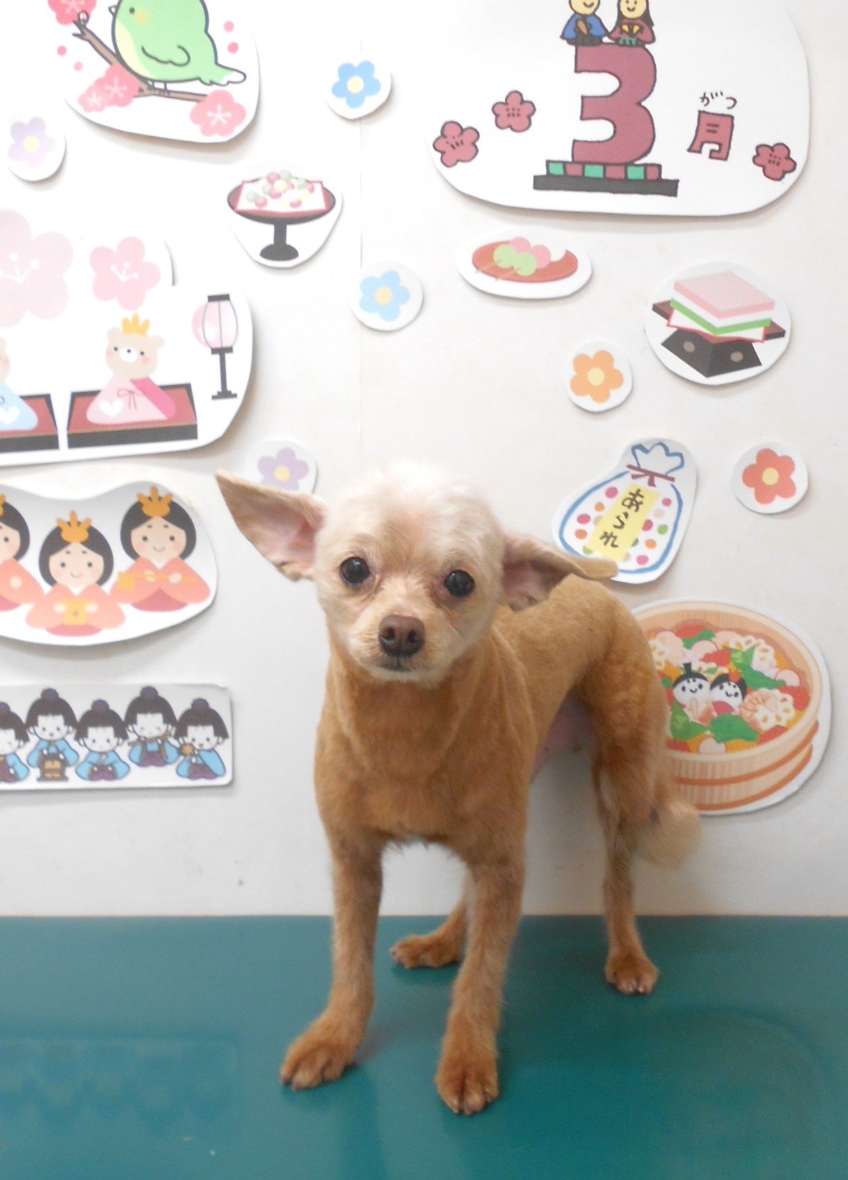 ミックス犬(その他)のトリミングカット シュシュどうぶつ病院の1枚目