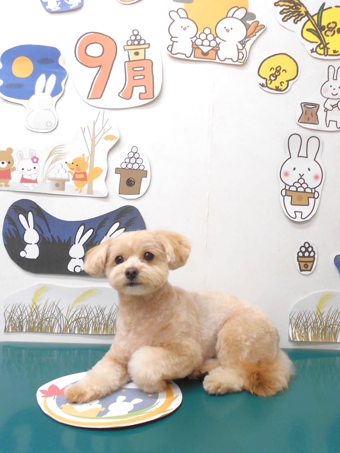 ミックス犬(その他)のトリミングカット シュシュどうぶつ病院の1枚目