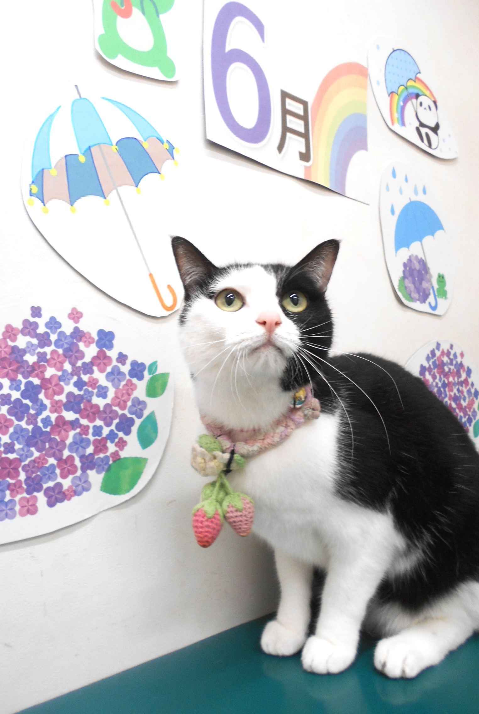 その他の猫種のトリミングカット シュシュどうぶつ病院の1枚目