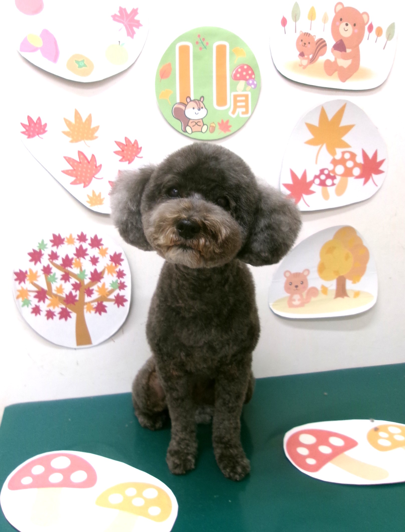 トリミングサロン シュシュどうぶつ病院のトリミングカット-10577の1枚目