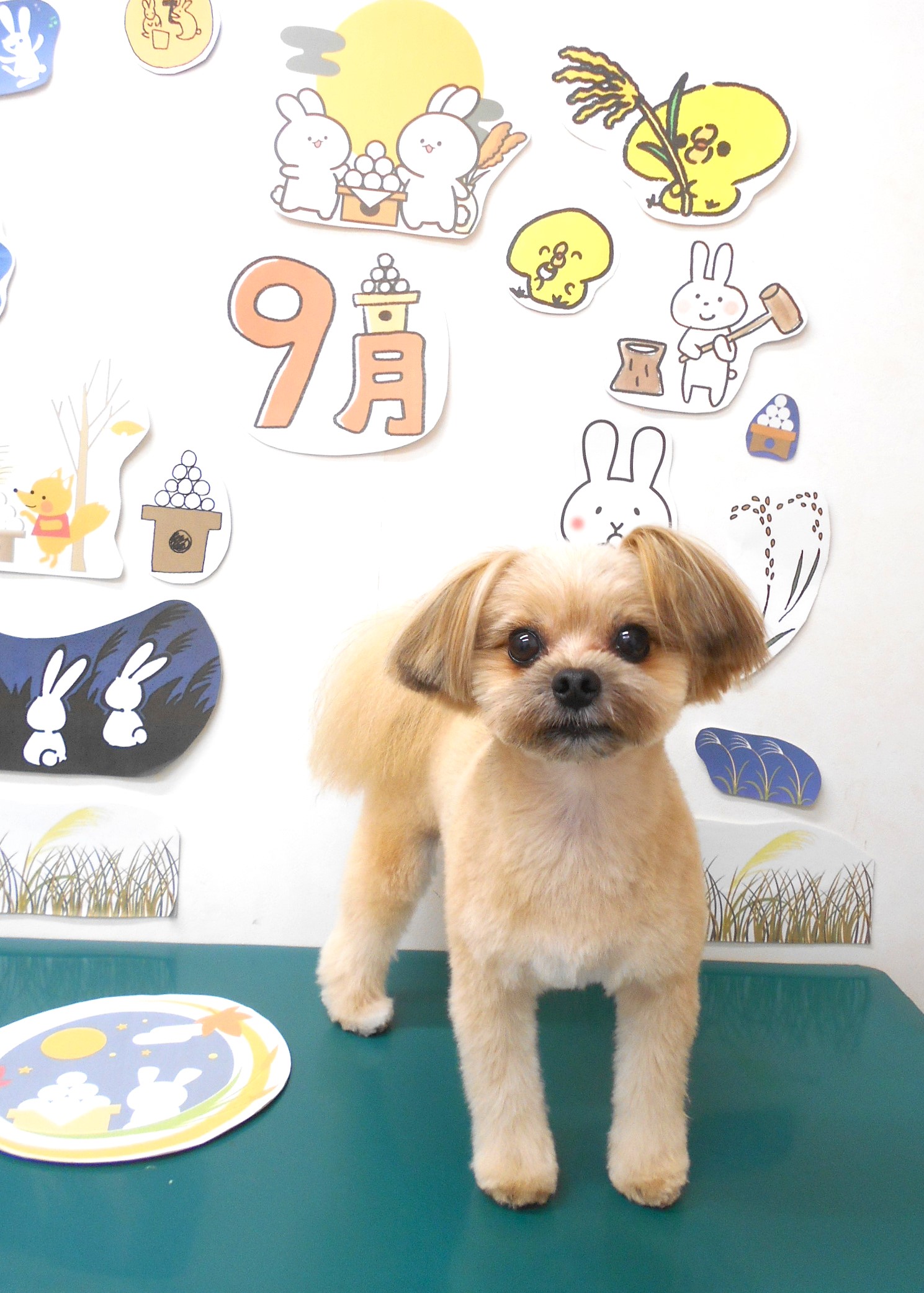 ミックス犬(その他)のトリミングカット シュシュどうぶつ病院の1枚目